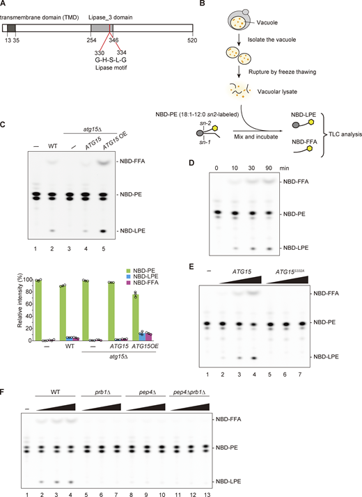 Vacuolar lipase activity derived from Atg15 depends on Pep4/Prb1. (A) Schematic diagram of Atg15. The transmembrane domain and a lipase consensus motif are shown. (B) Schematic overview of the in vitro assay system used to measure vacuolar lipase activity. (C) Lipase activities of vacuolar lysates from WT, atg15Δ, and atg15Δ cells harboring ATG15 from expressed from either a single-copy plasmid (pRS316) or multicopy (OE) plasmid (pRS426). Lysates were incubated with NBD-PE (18:1–12:0) for 20 min. The amount of lysate used for each assay was normalized by the amount of the vacuolar membrane protein Pho8 (see Fig. S1 B). TLC plate data (upper panel) are representative results from three independent experiments. Relative intensity (lower panel) was calculated as follows: relative intensity (%) = (peak area for NBD-PE, NBD-LPE, or NBD-FFA) ×100/(peak area for NBD-PE + peak area for NBD-LPE + peak area for NBD-FFA). Error bars represent means ± SD of three independent experiments. (D) Lipase activity of vacuolar lysates from Atg15OE cells. The lysate was incubated with NBD-PE for 0, 10, 30, and 90 min. (E) Lipase activities of vacuolar lysate from Atg15OE cells. A vacuolar lysate preparation was added at three concentrations relative to standard assay conditions (1×, 5×, and 25×) and incubated with NBD-PE for 20 min. The amount of lysate used for this assay is shown in Fig. S1 D. (F) Lipase activities of vacuolar lysates from WT, prb1Δ, pep4Δ, and pep4Δ prb1Δ cells. A vacuolar lysate preparation was added at three concentrations relative to standard assay conditions (1×, 5×, and 25×) and incubated with NBD-PE for 20 min. The amount of lysates used for this assay is shown in Fig. S1 E. Source data are available for this figure: SourceData F1.