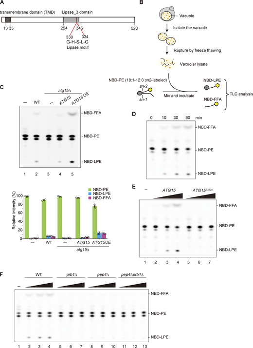 Vacuolar lipase activity derived from Atg15 depends on Pep4/Prb1. (A) Schematic diagram of Atg15. The transmembrane domain and a lipase consensus motif are shown. (B) Schematic overview of the in vitro assay system used to measure vacuolar lipase activity. (C) Lipase activities of vacuolar lysates from WT, atg15Δ, and atg15Δ cells harboring ATG15 from expressed from either a single-copy plasmid (pRS316) or multicopy (OE) plasmid (pRS426). Lysates were incubated with NBD-PE (18:1–12:0) for 20 min. The amount of lysate used for each assay was normalized by the amount of the vacuolar membrane protein Pho8 (see Fig. S1 B). TLC plate data (upper panel) are representative results from three independent experiments. Relative intensity (lower panel) was calculated as follows: relative intensity (%) = (peak area for NBD-PE, NBD-LPE, or NBD-FFA) ×100/(peak area for NBD-PE + peak area for NBD-LPE + peak area for NBD-FFA). Error bars represent means ± SD of three independent experiments. (D) Lipase activity of vacuolar lysates from Atg15OE cells. The lysate was incubated with NBD-PE for 0, 10, 30, and 90 min. (E) Lipase activities of vacuolar lysate from Atg15OE cells. A vacuolar lysate preparation was added at three concentrations relative to standard assay conditions (1×, 5×, and 25×) and incubated with NBD-PE for 20 min. The amount of lysate used for this assay is shown in Fig. S1 D. (F) Lipase activities of vacuolar lysates from WT, prb1Δ, pep4Δ, and pep4Δ prb1Δ cells. A vacuolar lysate preparation was added at three concentrations relative to standard assay conditions (1×, 5×, and 25×) and incubated with NBD-PE for 20 min. The amount of lysates used for this assay is shown in Fig. S1 E. Source data are available for this figure: SourceData F1. Refer to the image caption for details.