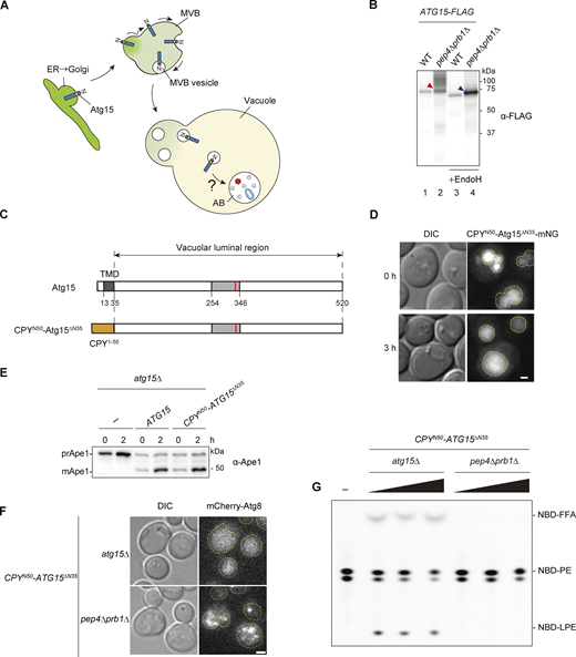 Processing is necessary for activation of the vacuolar luminal region of Atg15. (A) Schematic illustration of the transport of Atg15 from the ER/Golgi to the vacuole via the MVB pathway. (B) Western blotting of Atg15-FLAG in the vacuole. Vacuolar fractions were obtained from atg15Δ or pep4Δ prb1Δ cells expressing Atg15-FLAG. The samples were treated with or without Endo H and analyzed using α-FLAG antibody. Red arrowhead, 75 kD band of glycosylated whole Atg15-FLAG; blue arrowhead, unglycosylated whole Atg15-FLAG. The amount of lysates used for this analysis is shown in Fig. S2 D. (C) Schematic diagram of Atg15 and CPYN50-Atg15ΔN35. TMD, transmembrane domain. (D) Fluorescence microscopy image of atg15∆ cells expressing CPYN50-Atg15ΔN35-mNG under the control of the endogenous ATG15 promoter from a multicopy plasmid (pRS426). Cells grown in SD/CA medium were treated with rapamycin for 3 h. Scale bar, 1 µm. Dashed lines indicate vacuole boundaries. DIC, differential interference contrast. (E) Analysis of the maturation of prApe1 in atg15Δ cells expressing Atg15 or CPYN50-Atg15ΔN35 under the control of the endogenous ATG15 promoter from a multicopy plasmid (pRS426). Cells grown in SD/CA medium were treated with rapamycin for 2 h. prApe1 and mApe1 were detected using α-Ape1 antibodies. (F) Localization of mCherry-Atg8 in atg15Δ cells or pep4Δ prb1Δ cells, each expressing CPYN50-Atg15ΔN35. Cells grown in YPD medium were treated with rapamycin for 3 h. Scale bar, 1 µm. See also Video 1. Dashed lines indicate vacuole boundaries. (G) Lipase activities of CPYN50-Atg15∆N35–expressing atg15Δ cells and pep4Δ prb1Δ cells. A vacuolar lysate preparation was added at three concentrations relative to standard assay conditions (1×, 2×, and 4×) and incubated with NBD-PE for 20 min. The amount of lysates used for these analyses is shown in Fig. S2 G. Source data are available for this figure: SourceData F2. Refer to the image caption for details.