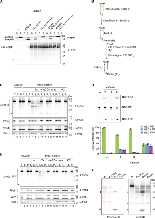 Isolation of active Atg15 from pellet fraction of the vacuole. (A) Maturation of prApe1 and expression of Atg15iFLAG, Atg15S332A,iFLAG, CPYN50-Atg15ΔN35,iFLAG, or CPYN50-Atg15ΔN35,S332A,iFLAG. Cells were grown in SD/CA medium and treated with rapamycin for 2 h. *, nonspecific band. (B) Overview of the strategy employed for the fractionation of prcAtg15s. Total vacuolar lysate (T) was fractionated to supernatant (S) and pellet (P) fractions by centrifugation. The pellet (P = T2) was then resuspended in buffer containing 2% Tx, 0.1 M Na2CO3, 2.5 M urea, or 1 M KCl and subjected to a second round of centrifugation to yield a pellet fraction (P2) and supernatant (S2) fraction. (C) Western blotting of prcAtg15 and vacuolar membrane proteins. Vacuolar lysates from Atg15iFLAG-expressing cells were subjected to fractionation as in B. Equivalent amounts (relative to starting materials) of each fraction were analyzed. (D) Lipase activities of T, S, and P fractions (panel C, lane 1–3). Each fraction was incubated with NBD-PE for 20 min. TLC analysis (upper panel) shows representative data from three independent experiments. The bar graph (lower panel) represents the relative intensity calculated as described in Fig. 1 C. Error bars represent means ± SD of three independent experiments. (E) Western blotting of the processed forms of CPYN50-Atg15ΔN35,iFLAG (prcAtg15ΔN35s) and vacuolar membrane proteins (as in C). (F) Western blotting of prcAtg15s obtained by immunoprecipitation. Untreated vacuolar pellet fraction (P), vacuolar pellet fraction treated with 0.5% DDM (P+DDM), prcAtg15s pulled down by α-FLAG antibody-conjugated agarose beads (Bound), and prcAtg15s eluted from bound by an excess amount of 3xFLAG peptides (Eluate) were analyzed. Samples equivalent to 0.2% of P and P+DDM, and 5% of Bound and Eluate were subjected to Ponceau S staining (left) and western blotting using α-FLAG antibodies (right). *, nonspecific band; **, mouse-IgG heavy chain; ⁂, mouse-IgG light chain. Source data are available for this figure: SourceData F4.