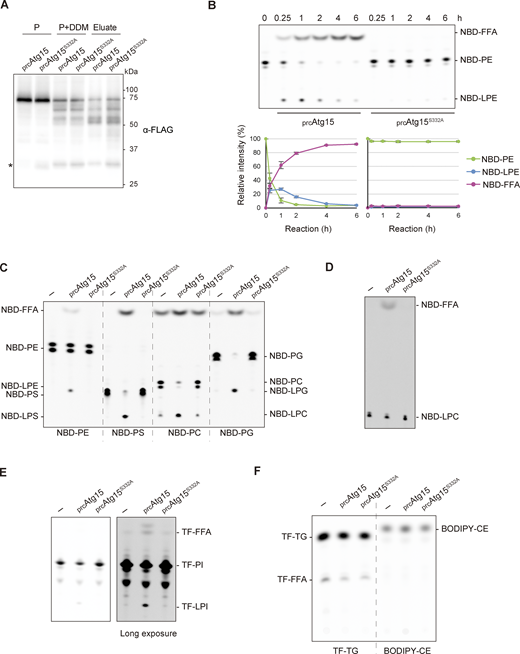 Activated Atg15 is a phospholipase B of broad head-group specificity. (A) Eluates of prcAtg15s and prcAtg15S332As were obtained as in Fig. 4 F. Samples equivalent to 0.3% of P and P+DDM, and 22% of Eluate were subjected to western blotting with α-FLAG antibodies. *, nonspecific band. (B) Time course of lipase activity in prcAtg15s and prcAtg15S332As. At each point, 3 μl of eluates in A were incubated with NBD-PE. Representative results from three independent experiments are shown (upper panel). The line graphs (lower panel) represent the relative intensity calculated as described in Fig. 1 C. Error bars represent means ± SD of three independent experiments. (C and D) Lipase activity toward NBD-PE, NBD-PS, NBD-PC, and NBD-PG, each labeled at sn-2 (C–E), and NBD-LPC (12:0) (D). Each phospholipid was incubated with 1 μl of Eluate (A) for 1 h. (E) Lipase activity toward TF-PI (18:1–6:0) labeled at sn-2. TF-PI was incubated with 4 μl of Eluate (A) for 2 h. (F) Lipase activity toward TF-TG and BODIPY-CE. Each non-polar lipid was incubated with 4 μl of Eluate (A) for 2 h. Source data are available for this figure: SourceData F5.