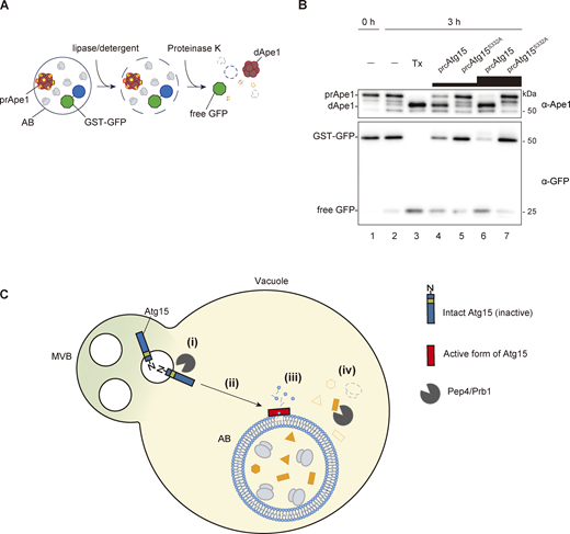 Activated Atg15 is sufficient to disrupt ABs. (A) Schematic view of the in vitro assay employed to evaluate AB disruption. (B) Disruption of ABs by activated Atg15. Isolated ABs were incubated with 0.2% Tx, prcAtg15, or prcAtg15S332A eluates at 30°C for 0 or 3 h. Eluate was added at two concentrations relative to standard assay conditions (1× and 3×). The reaction mixture was subjected to western blotting using α-Ape1 and α-GFP antibodies, respectively. (C) A model of AB disruption by active Atg15 in the vacuole. (i) Upon delivery to the vacuole, Atg15 is cleaved from MVB vesicles by Pep4/Prb1. (ii) Processed forms of Atg15 are tightly bound to the AB membrane. Atg15 is activated by Pep4/Prb1 during or following localization to the AB membrane. (iii) The active form of Atg15 hydrolyzes acyl ester linkages of phospholipids of AB membranes, releasing two acyl groups and disrupting the membrane. (iv) AB contents are released into the vacuole, where they are degraded by vacuolar hydrolases including Pep4 and Prb1. Source data are available for this figure: SourceData F6.