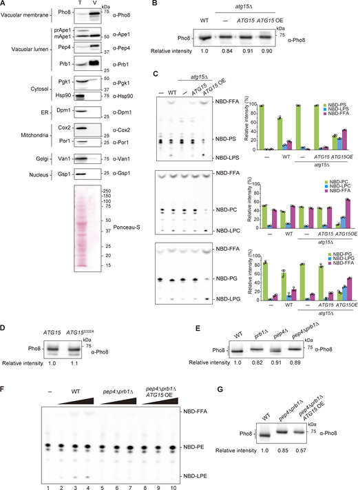 Supplemental data ofFig. 1. (A) Purification of vacuole from WT cells. The whole-cell lysate (T) and vacuolar fraction (V) samples were subjected to western blot analysis using antibodies against Pho8 (vacuole membrane), Ape1 (autophagy cargo), Pep4, Prb1 (vacuole lumen), Pgk1, Hsp90 (cytosolic proteins), Dpm1 (ER membrane), Cox2 (mitochondrial matrix), Por1 (outer mitochondrial membrane), Van1 (Golgi), and Gsp1 (nucleus). Samples equivalent to 1/3,000 of total lysate and 1/160 of vacuolar fraction were loaded. (B) Western blotting of Pho8 in vacuolar lysates from WT, atg15Δ, and atg15Δ cells harboring ATG15 from either single plasmid (pRS316) or multicopy (OE) plasmid (pRS426). The relative band intensity of Pho8 for each strain is shown under the panel. (C) Lipase activities of vacuolar lysates from WT, atg15Δ, and atg15Δ cells harboring ATG15 from either single or multicopy (OE) plasmids. Each lysate was incubated with NBD-PS (18:1–12:0), NBD-PC (18:1–12:0), and NBD-PG (18:1–12:0) for 20 min. The amount of lysate used for the assay was the same as Fig. 1 C. TLC analysis (left panels) shows representative results from three independent experiments. The bar graphs (right panels) represent the relative intensity calculated as described in Fig. 1 C. Error bars represent means ± SD of three independent experiments. (D) Western blotting of Pho8 in vacuolar lysates from atg15Δ cells expressing Atg15 or Atg15S332A from multicopy plasmids. The experimental procedure was the same as in B. (E) Western blotting of Pho8 in vacuolar lysates from WT, prb1Δ, pep4Δ, and pep4Δ prb1Δ cells. The experimental procedure was the same as in B. (F) Lipase activities of vacuolar lysates from WT, pep4Δ prb1Δ, and pep4Δ prb1Δ cells expressing Atg15 from a multicopy plasmid (pRS426). A vacuolar lysate preparation was added at three concentrations relative to standard assay conditions (1×, 5×, and 25×) and incubated with NBD-PE (18:1–12:0) for 20 min. The amount of lysates used for this assay is shown in G. (G) Western blot of Pho8 in vacuolar lysates from WT, atg15Δ, and pep4Δ prb1Δ cells expressing Atg15 from multicopy plasmids. The experimental procedure was the same as in B. Source data are available for this figure: SourceData FS1. Refer to the image caption for details.
