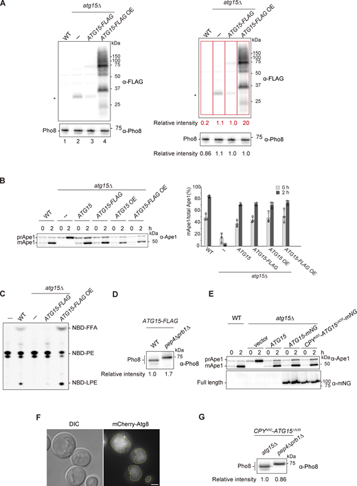 Supplemental data ofFig. 2. (A) Western blotting of vacuolar fractions from WT, atg15Δ, and atg15Δ cells expressing C-terminally FLAG-tagged Atg15 (Atg15-FLAG) from either a single plasmid (pRS316) or a multicopy plasmid (pRS426). The ratio of the band intensities detected by α-FLAG (red squares) and α-Pho8 antibodies for each strain are shown in the right panels. *, nonspecific band. (B) Maturation of prApe1 in cells expressing Atg15 tagged with FLAG in C-terminus. Cells were grown in SD/CA medium and treated with rapamycin for 2 h. prApe1 and mApe1 were detected with α-Ape1 antibodies. Western blotting (left panel) shows representative results from three independent experiments. The band intensities of prApe1 and mApe1 were measured, and the percentage of mApe1 to the sum of prApe1 and mApe1 were determined (right panel). Error bars represent means ± SD of three independent experiments. (C) Lipase activity of vacuolar lysates from the strains in A. Each lysate was incubated with NBD-PE for 20 min. (D) Western blotting of vacuolar fractions from atg15Δ and pep4Δ prb1Δ cells each expressing Atg15-FLAG from a multicopy plasmid. The experimental procedure was the same as in Fig. S1 B. (E) Maturation of prApe1 in mNG-tagged Atg15 expressing cells. Culture condition was the same as in B. prApe1 and mApe1 were detected with α-Ape1 antibodies. Full length of C-terminally mNG-tagged Atg15 and CPYN50-Atg15ΔN35 were detected with α-mNG antibodies. (F) Fluorescence microscopy image of mCherry-Atg8 in WT cells. Cells were grown in SD/CA medium and then treated with rapamycin for 3 h. Scale bar, 1 µm. Dashed lines, vacuole boundaries. DIC, differential interference contrast. (G) Western blotting of vacuolar fractions from atg15Δ and pep4Δ prb1Δ cells each expressing CPYN50-Atg15∆N35. The experimental procedures were the same as in Fig. S1 B. Source data are available for this figure: SourceData FS2. Refer to the image caption for details.