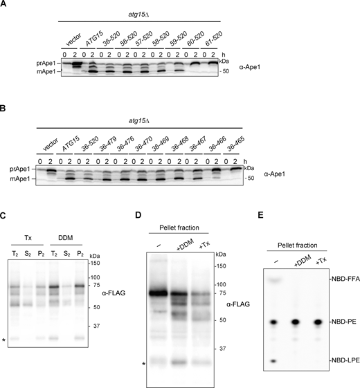 Supplemental data ofFig. 4. (A and B) Western blotting of the maturation of prApe1 in cells expressing N-terminally (A) or C-terminally (B) truncated Atg15 mutants. atg15Δ cells expressing WT Atg15 or fusion of truncated Atg15 with CPYN50 under the control of ATG15 promoter from a multicopy-plasmid (pRS426) were cultured in the same conditions as in Fig. 2 D. A series of N- and C-terminally truncated forms of Atg15 were constructed by PCR from pRS426-CPY(1–50)-ATG15(Δ1–35)-mNeonGreen (YPL073) (see Materials and methods). (C) Vacuolar pellet fraction (Fig. 4 C, lane 3) was treated with 2% Tx or 0.5% DDM (T2) and incubated at 4°C for 30 min. Then samples were centrifuged at 135,000 g for 30 min, followed by separation into pellet (P2) and supernatant (S2) fractions before being subjected to western blot analysis with α-FLAG antibodies. *, nonspecific band. (D) Vacuolar pellet fraction (Fig. 4 C, lane 3) was treated with 0.5% DDM or 2% Tx. Samples were then subjected to western blotting with α-FLAG antibodies. *, nonspecific band. (E) Lipase activities of vacuolar pellet fraction treated with detergents. NBD-PE was incubated with each fraction in D for 20 min. Final DDM and Tx concentrations in the reaction mixture were 0.05% and 0.2%, respectively. Source data are available for this figure: SourceData FS3.