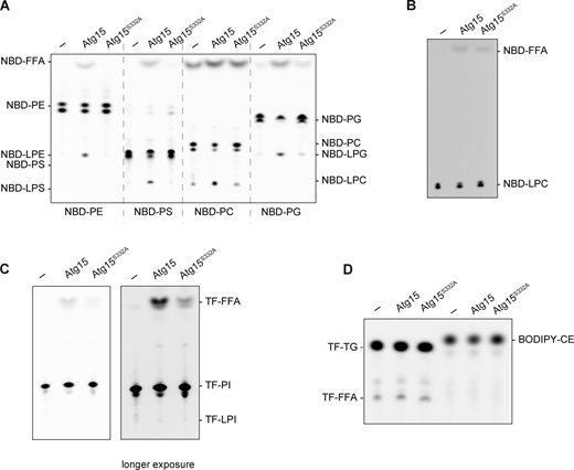 Vacuolar lysate has lipase activity derived from Atg15 of broad specificity. (A and B) Lipase activity of vacuolar lysates from atg15Δ cells expressing Atg15iFLAG and Atg15iFLAG,S332A. The lysates were incubated with NBD-PE, NBD-PS, NBD-PC, and NBD-PG, each labeled at sn-2 (A), and NBD-LPC (B) for 1 h. (C) Lipase activity of vacuolar lysates toward TF-PI labeled at sn-2. The incubation time was 1 h. (D) Lipase activity of vacuolar lysates toward TF-TG and BODIPY-CE. The incubation time was 2 h. Source data are available for this figure: SourceData FS4.
