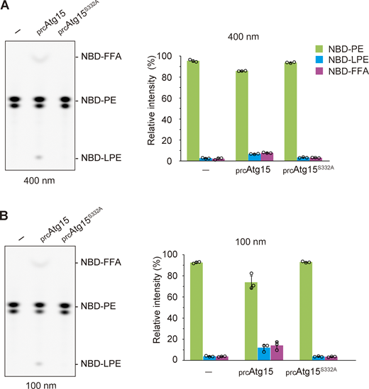 Active Atg15 degrades phospholipids in membrane. (A) Lipase activity of vacuolar lysates toward 400-nm-diameter liposomes containing NBD-PE. The incubation time was 2 h. TLC analysis (left panels) shows representative results from three independent experiments. The bar graphs (right panels) represent the relative intensity calculated as described in Fig. 1 C. Error bars represent means ± SD of three independent experiments. (B) Lipase activity of vacuolar lysates toward 100-nm-diameter liposomes containing NBD-PE. The incubation time was 2 h. TLC analysis (left panels) shows representative results from three independent experiments. The bar graphs (right panels) represent the relative intensity calculated as described in Fig. 1 C. Error bars represent means ± SD of three independent experiments. Source data are available for this figure: SourceData FS5. Refer to the image caption for details.