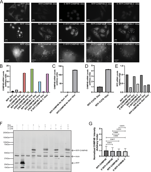 Characterization of HeLa LoxP cells expressing doxycycline-inducible RFP-tagged constructs. (A) HeLa LoxP cells expressing various RFP-tagged dox-inducible constructs cells were untreated (−Dox) or treated with 2 μg/ml doxycycline for 48 h (+Dox). RFP was visualized by fluorescent microscopy to test for dox-dependent expression. The white dashed square represents the region of the image used for the inset. Scale bars: 20 μm. Inset scale bars: 3 μm. Scale bars: 5 μm. (B–D) HeLa LoxP cells expressing various RFP-tagged dox-inducible constructs cells were untreated (−Dox) or treated with 2 μg/ml doxycycline for 48 h (+Dox). The construct expression levels were then determined by RT-qPCR using CHMP4B-specific primers (single qPCR run with three technical replicates). (E) HeLa LoxP cells expressing various RFP-tagged dox-inducible constructs cells were treated with 2 μg/ml doxycycline for 48 h. The levels of expression among various constructs were the n compared using RT-qPCR with RFP specific primers (single qPCR run with three technical replicates). (F and G) HeLa LoxP cells expressing various RFP-tagged dox-inducible constructs cells were untreated (−Dox) or treated with 2 μg/ml doxycycline for 48 h (+Dox). The levels of RFP-tagged protein expressions were visualized via Western blot using anti-RFP and anti-Actin (loading control) antibodies. G shows Western blot quantification from three independent experiments. Statistical analysis is represented with a P value. Source data are available for this figure: SourceData FS6.