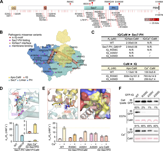 Structural and biochemical analysis of missense mutations in IQSEC2. (A) Summary of currently documented Iqsec2 missense variants to the schematic diagram of the longest isoform (GenBank ID NP_001104595.1). Variants are ranked by red scale against the clinical significance: VUS, variants of unclear significance; LP, likely pathogenic; P, pathogenic. (B) Schematic diagram showing the distributions of all currently documented missense variants of IQSEC2 mapped to the structure of the protein. (C) Summary of how missense mutations affect the binding affinities between IQ-motif proteins with the Sec7-PH tandem or CaM in the absence and presence of Ca2+. (D and E) The detailed interactions surrounding Q801, R359, and A350 of IQSEC2 as illustrated by the structure of the apo-CaM/IQ/Sec7-PH ternary complex. Bar graphs showing the GEF activity (kcat/KM values) of WT and the mutants of IQSEC2 in the absence and presence of Ca2+. Data are presented as mean ± SD from four repeated measurements. (F) Representative pull-down assay showing weakened interactions between the mutant IQ-motif proteins of IQSEC2 and CaM both in the absence and presence of Ca2+. The amount of protein eluted from the resin (relative to each input) is indicated above each lane. Source data are available for this figure: SourceData F4.