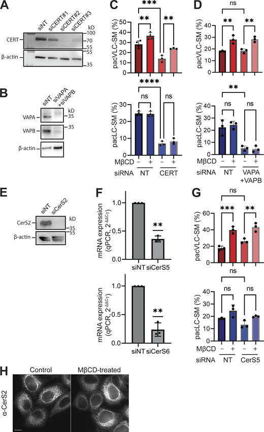 Downregulating ER-Golgi MCS or CerS5 does not affect VLC-SM synthesis. (A and B) Immunoblot analysis shows that siCERT #2 and siVAPA + siVAPB treatment significantly reduced levels of respective proteins. Three independent experiments were performed and representative blots are shown. (C) Depletion of CERT reduces SM synthesis but maintains the increased metabolic toward VLC-SM upon MβCD treatment. Cells were treated with siNT or siCERT (siRNA #2, efficiency verified in A). Cells were treated with MβCD or control conditions. pacSph pulse-chase experiments were performed. Product percentages of pacVLC- and pacLC-SM are described. (D) Depletion of both VAPA and VAPB reduces LC-SM synthesis. Cells were treated with siNT or siVAPA + siVAPB. Other experimental conditions were the same as C. (E) siCerS2 reduces CerS2 expression in immunoblot analysis. Anti-CerS2 antibody was used. (F) siCerS5 or siCerS6 reduces CerS5 or CerS6 expression, respectively. Cells were treated with siNT, siCerS5, or siCerS6. mRNA levels were analyzed by using gene-specific primers and RT-qPCR (ΔΔCT method). One sample Student’s t test from value 1 was used (P value <0.01, **). (G) Reducing CerS5 expression did not affect significant levels of SM metabolic flow. siCerS5 was used to reduce CerS5 expression. Other experimental conditions were the same as C. For C, D, and G, statistical significance was evaluated by one-way ANOVA analysis and post hoc Šídák’s multiple comparisons were performed (P value >0.05, ns; <0.01, **; <0.001, ***; <0.0001, ****). (H) Acute cholesterol depletion does not change subcellular localization of CerS2. Immunofluorescence images for CerS2 show an apparent ER-like network tubules, and it does not change by acute cholesterol depletion. Confocal fluorescence microscopy was used to image cells stained with anti-CerS2 antibody. The scale bar is 10 µm. Source data are available for this figure: SourceData FS3. Refer to the image caption for details.