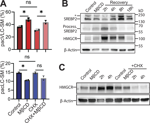 Changes in VLC-SM metabolic flux by MβCD treatment are independent of SREBP2 pathway. (A) Cycloheximide (CHX) treatment does not abolish the increase of VLC-SM synthesis upon cholesterol depletion. Cells were treated with MβCD (5 mM) and/or CHX (10 µg/ml) as indicated. pacSph pulse-chase experiments were performed. Product percentages of pacVLC- and pacLC-SM are described. Statistical significance was evaluated by one-way ANOVA analysis and post hoc Šídák’s multiple comparisons were performed (P value >0.05, ns; <0.05, *). (B) SREBP2 proteolytic processing and HMGCR expression after cholesterol depletion. Cholesterol was acutely depleted by incubation with 5 mM MβCD for 30 min followed by incubation of cells in cholesterol-replete medium (10% FBS) for the indicated periods of time. Immunoblotting was used to compare the amounts of the pro- and proteolytic-processed SREBP and the amounts of HMGCR. β-actin was used for loading control. (C) Inhibition of protein synthesis prevents upregulation of HMGCR expression upon cholesterol depletion. Cells were incubated with CHX (10 µg/ml) prior to cholesterol depletion. The levels of HMGCR and β-actin were monitored by immunoblotting. For B and C, three independent experiments were performed and the results of one representative experiment are shown. Source data are available for this figure: SourceData FS4. Refer to the image caption for details.
