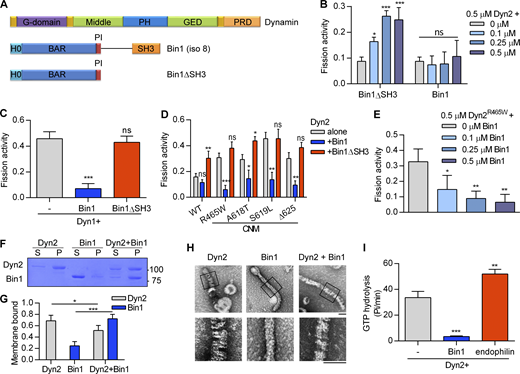 Bin1 inhibits Dyn2 fission activity via SH3 domain. (A) Domain structure of dynamin and Bin1 constructs used in this study. Pleckstrin homology domain and GTPase effector domain of dynamin are abbreviated to PH and GED, respectively. (B) In vitro fission assay of Dyn2. Purified Dyn2 was incubated with increasing concentrations of Bin1 or Bin1ΔSH3 in the presence of GTP and SUPER template. The fission activity was measured as the fraction of vesicle released from total SUPER template (n = 3 experimental replicates). (C–E) Effect of Bin1 on the fission activity of dynamins. Purified Dyn1 (C) or Dyn2 CNM mutants (D) is incubated with Bin1, Bin1ΔSH3, or increasing concentrations of Bin1 (E; n = 3 experimental replicates). (F and G) Liposome binding ability. Dyn2 or Bin1 were incubated with 100 nm liposome for 10 min at 37°C. Liposome-bound proteins (pellet, P) were separated from unbound ones (supernatant, S) with centrifugation sedimentation. The fraction of liposome-bound proteins was quantified and shown in G (n = 3 experimental replicates). Molecular weight is in kD. (H) Assembly of Dyn2 or Bin1 on liposome. Dyn2 and/or Bin1 were incubated with liposomes and then visualized with negative-stain TEM. Scale bar, 100 nm. Boxed areas were magnified and shown as below. (I) Liposome-stimulated GTPase activity of Dyn2. Dyn2 was incubated alone or with Bin1 or endophilin in the presence of liposome and GTP at 37°C. The rate of GTP hydrolysis was measured using a colorimetric malachite green assay (n = 3 experimental replicates). Data are shown as average ± SD and analyzed with one-way ANOVA. *P < 0.05; **P < 0.01; ***P < 0.001. Source data are available for this figure: SourceData F1.