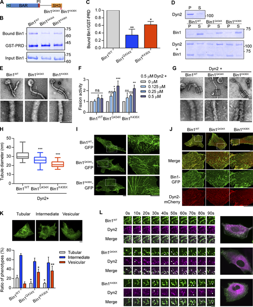CNM-Bin1 mutants enhance Dyn2 fission activity. (A) CNM-associated Bin1 mutants used in this study. (B and C) Binding ability between Bin1 mutants and the PRD of Dyn2. GST-PRD was incubated with indicated purified His-tagged Bin1 in the presence of liposome. PRD-bound Bin1 was analyzed with SDS-PAGE and Coomassie Blue staining. The ratio of bound Bin1 was normalized to WT and shown in C (n = 3 experimental replicates). (D) Membrane-binding ability of CNM-Bin1-SH3 mutants. 0.5 µM Bin1 mutants and/or 0.5 µM Dyn2 were incubated with 100 nm liposome for 10 min at 37°C. Liposome-bound proteins (pellet, P) were separated from unbound ones (supernatant, S) through centrifugation sedimentation. (E) Assembly of Bin1 mutants on liposome. 1 µM Bin1 was incubated with liposome and then visualized with negative-stain TEM. Scale bar, 100 nm. Boxed areas were magnified and shown as below. (F) Effects of CNM-Bin1 on Dyn2 fission activity. Dyn2 was incubated with increasing concentrations of Bin1WT, Bin1Q434X, or Bin1K436X in the presence of GTP and SUPER template. The fission activity was determined by sedimentation and fraction of released fluorescent vesicles in the supernatant from total SUPER template (n = 3 experimental replicates). (G and H) Electron micrographs of Dyn2 together with Bin1 mutants assembled onto liposomes. WT Dyn2 and Bin1 mutants were incubated with 100 nm liposomes for 10 min at 37°C, adsorbed to grids, and imaged by negative-stain TEM. Scale bar, 100 nm. Boxed areas were magnified and shown. Averaged tubule diameter was quantified and shown in H (n ≥ 7 liposome tubules). (I) Membrane tubulation ability of Bin1 mutants in cellulo. GFP-tagged Bin1 mutants were overexpressed in C2C12 myoblasts through transfection and imaged under confocal microscopy. Scale bar, 10 µm. (J and K) Morphology of CNM-associated Bin1 mutants coexpressed with Dyn2-mCherry in myoblast. GFP-tagged WT or mutant Bin1 was transfected into C2C12 myoblasts together with Dyn2-mCherry. The Bin1-mediated membrane morphologies were imaged with confocal microscopy. Bottom panels, magnified images from insets in top panels. Scale bar, 10 µm. The Bin1-mediated membrane deformation was categorized into three groups (the examples of cells from each category are shown in top panel of K), and the ratio of each population was quantified and compared with Bin1WT (n ≥ 75 cells from three independent repeats). (L) Time-lapse representative images of CNM-associated Bin1 mutants coexpressed with Dyn2-mCherry in C2C12 myoblast were magnified and shown. White arrowheads indicate the occurrence of membrane fission. Scale bar, 2 µm. Data are shown as average ± SD and analyzed with one-way ANOVA. *P < 0.05; **P < 0.01; ***P < 0.001. Molecular weight is in kD. Source data are available for this figure: SourceData F2. Refer to the image caption for details.