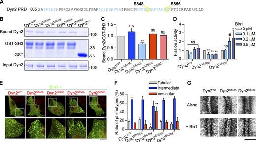 The phosphorylation of Dyn2-S848 relieves Bin1 inhibition. (A) The amino acid sequence of Dyn2-PRD. Two potential phosphorylated serine, S848 and S856, are boxed and highlighted in yellow. The SH3-binding pockets were highlighted in light blue. (B and C) GST pulldown assay. GST or GST-tagged Bin1 SH3 domain was incubated with indicated Dyn2 mutants. The ratio of bound Dyn2 was detected with Coomassie Blue staining, quantified with ImageJ, and normalized to WT as shown in C (n = 3 experimental replicates). Molecular weight is in kD. (D) Fission activity of Dyn2 mutants in the presence of Bin1. Indicated Dyn2 proteins were incubated with increasing concentrations of Bin1 in the presence of GTP and SUPER templates for fission activity analysis. The data was shown as fold change relative to the Dyn2 fission activity in the absence of Bin1 (n = 3 experimental replicates). (E and F) Effect of Dyn2 mutants on GFP-Bin1 tubules in myoblasts. WT or indicated Dyn2-mCherry mutants were transfected into myoblasts together with Bin1-GFP. Scale bar, 10 µm. The Bin1-induced membrane morphologies were analyzed as in Fig. 2 K and shown in F (n ≥ 100 cells from three independent repeats). (G) Assembly of Dyn2 mutants on liposome. Indicated Dyn2 proteins were incubated with liposome alone (top) or together with Bin1 (bottom) and then visualized with negative-stain TEM. Scale bar, 100 nm. Data are shown as average ± SD and analyzed with one-way ANOVA. #P ≤ 0.06; *P < 0.05; **P < 0.01. Source data are available for this figure: SourceData F3.