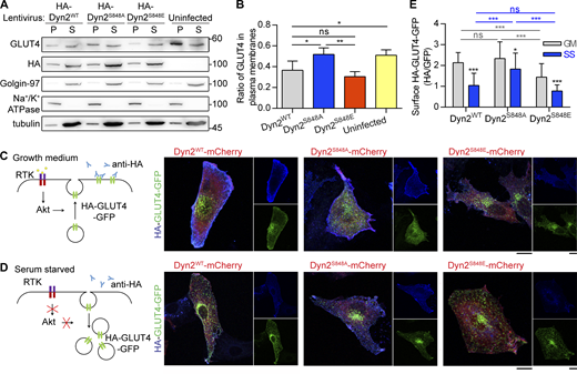 The phosphorylation of Dyn2-S848 promotes endocytosis. (A and B) Subcellular distribution of endogenous GLUT4 in C2C12 myotubes expressing different Dyn2 mutants. Differentiated C2C12 myotubes were infected with lentiviruses to express indicated HA-Dyn2 and then subjected to subcellular fractionation to determine the distribution of endogenous GLUT4 by Western blotting. The markers for heavy membrane (Na+/K+ ATPase, plasma membrane), light membrane (Golgin-97, trans-Golgi), and cytosol (tubulin) were used to validate this assay. The ratio of GLUT4 in heavy membrane fraction was quantified and shown in B (n = 4 experimental replicates). Molecular weight is in kD. (C–E) Effects of Dyn2-S848 mutations on the insulin-regulated GLUT4-HA-GFP distribution. L6 myoblasts cotransfected with GLUT4-HA-GFP and Dyn2-mCherry mutants were subjected to growth or serum-free medium for 2 h. The cartoons illustrate the expected location of GLUT4-HA-GFP under indicated conditions; with or without receptor tyrosin kinase (RTK) signaling activation. After immunofluorescent staining with anti-HA antibody without permeabilization and imaging by confocal microscopy, the relative amount of surface GLUT4-HA-GFP was quantified by the fluorescent intensity of HA signaling in blue divided by the total GLUT4-HA-GFP in green as shown in E (n ≥ 27 cells from three independent repeats). Data are shown as average ± SD and analyzed with one-way ANOVA. *P < 0.05; **P < 0.01; ***P < 0.001. Source data are available for this figure: SourceData F4.