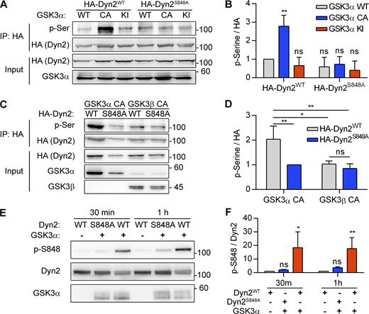 GSK3α phosphorylates the S848 residue of Dyn2. (A and B) Phosphorylation of Dyn2 in response to GSK3α overexpression. HA-Dyn2WT or HA-Dyn2S848A were coexpressed with WT, CA, or KI forms of GSK3α in Hela cells. After precipitation with anti-HA antibody, the phosphorylated Dyn2 was detected with anti-phospho-serine antibody, normalized with HA intensity, and shown in B (n = 3 experimental replicates). (C and D) Isoform specific activity of GSK3 on Dyn2. HA-Dyn2WT or HA-Dyn2S848A were co-expressed with CA GSK3α or GSK3β in Hela cells. After precipitation with anti-HA antibody, the phosphorylated Dyn2 was detected with anti-phospho-serine antibody, normalized with HA intensity, and shown in D (n = 3 experimental replicates). (E and F) In vitro kinase assay. 0.8 μg purified Dyn2WT or Dyn2S848A were incubated with ATP in the presence or absence of 10 ng purified GSK3α. After 30-min or 1-h incubation, the phosphorylated Dyn2 was quantified by Western blotting with anti–p-Dyn2S848 antibody. The intensity of p-Dyn2S848 was quantified with ImageJ, normalized with Dyn2 signal and shown in F (n = 3 experimental replicates). Data are shown as average ± SD and analyzed with one-way ANOVA. *P < 0.05; **P < 0.01. Molecular weight is in kD. Source data are available for this figure: SourceData F6. Refer to the image caption for details.