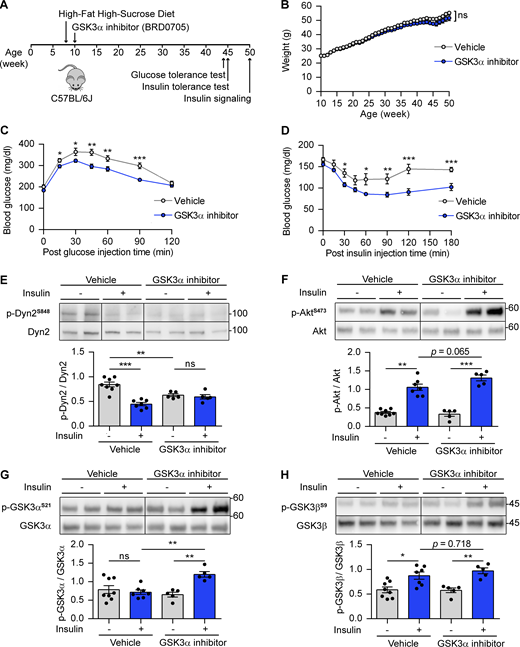 GSK3α inhibitor improves insulin sensitivity and glucose tolerance in mice fed on HFHSD. (A) Schematic of GSK3α pharmacological inhibition in mice with HFHSD and the time points for indicated experiments. (B) The body weight of mice treated with vehicle or GSK3α inhibitor (BRD0705; n = 15 mice per group). (C and D) Glucose and insulin tolerance tests after vehicle or BRD0705 were delivered for 34–35 wk. The blood glucose levels were measured at indicated times after peritoneal injection of glucose (C) or insulin (D; n = 15 mice for vehicle group, n = 14 mice for BRD0705 group). (E–H) Effect of BRD0705 on Dyn2 phosphorylation and insulin signaling pathway. Soleus muscle from vehicle- or BRD0705-treated mice were collected 30 min after insulin injection (2 IU/kg), lysed, and detected by Western blotting with indicated antibodies. The ratio of p-Dyn2S848 (E), AktS473 (F), GSK3αS21 (G), and GSK3βS9 (H) normalized to total protein was quantified and shown (n = 15 tissue lysates for vehicle group, n = 10 tissue lysates for BRD0705 group). Data are shown as average ± SEM and analyzed with Student’s t test (two-tailed, unpaired, B–D) or one-way ANOVA (E–H). *P < 0.05; **P < 0.01; ***P < 0.001. Molecular weight is in kD. Source data are available for this figure: SourceData F8. Refer to the image caption for details.