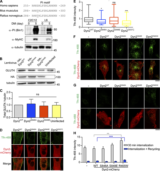 Dyn2-Ser848 phosphorylation promotes endocytosis, but not exocytosis. (A) Amino acid sequences of Bin1-PI motif from different organisms (top). The expression of muscle-specific Bin1 in C2C12 or L6 myoblasts cultured in growth medium or DM was examined by Western blotting using anti-PI motif antibody (bottom). (B and C) The amount of endogenous GLUT4 in C2C12 myotubes expressing different Dyn2 mutants. C2C12 myotubes infected with indicative HA-Dyn2 mutant lentiviruses expressed a similar level of GLUT4, and the data were quantified, normalized to WT, and shown in B (n = 4 experimental replicates). (D and E) Effect of Dyn2 mutants on transferrin internalization in myotubes. C2C12 myoblasts transfected with indicated Dyn2-mCherry mutants and differentiated into myotubes were incubated with Tfn-488 at 37°C for 20 min. Cells were then washed on ice, fixed, and imaged under confocal microscopy. Scale bar, 10 µm. Fluorescence intensity of internalized transferrin was quantified, normalized to Tfn-488 intensity of Dyn2WT transfected cells, and shown in E (n ≥ 24 cells over two independent repeats). (F–H) Effects of Dyn2-S848 mutants on transferrin internalization or recycling in L6 myoblast. L6 myoblasts expressing indicative Dyn2-mcherry mutants were subjected to 30-min Tfn-488 uptake, wash, and imaging (F). The recycling efficiency of these internalized transferrin was analyzed by chasing the signal by 30-min incubation of growth medium without Tfn-488 (G). The intensity of internalized Tfn-488 was quantified and shown in H (n ≥ 25 cells over three independent repeats). Scale bar, 10 µm. Bar graphs are shown as average ± SD, box plots are shown as median ± min and max value. Data are analyzed with one-way ANOVA. *P < 0.05; **P < 0.01; ***P < 0.001. Molecular weight is in kD. Source data are available for this figure: SourceData FS3. Refer to the image caption for details.