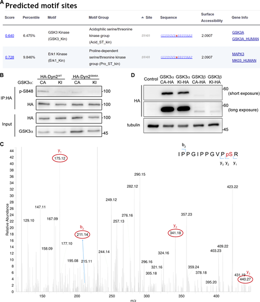 GSK3α phosphorylates the S848 residue of Dyn2. (A) Analysis of potential kinases for Dyn2S848. Screenshot of the prediction results for Dyn2S848 kinases using Scansite motif scans (https://scansite4.mit.edu/#scanProtein). Lower score indicates better match of protein sequence to the optimal binding pattern. (B) Analysis of Dyn2 phosphorylation under GSK3α overexpression. HA-Dyn2WT or HA-Dyn2S848A were coexpressed with GSK3α CA or KI in Hela cells. After precipitated with anti-HA antibody, the phosphorylated Dyn2 was detected with Dyn2 phospho-S848-specific (p-S848) antibodies. (C) MS analysis of Dyn2 phosphorylation by GSK3α. Recombinant Dyn2 was incubated with GSK3α and ATP in kinase assay buffer for 1 h. The reaction was then analyzed for phosphorylation with LC-MS/MS. The 838-IPPGIPPGVPpSR phosphopeptide containing phosphorylated Ser848 was identified. The MS/MS spectrum of this phosphopeptide is shown. The m/z of (3+) charged phosphopeptide is 422.89 with mass accuracy of <5 ppm. The mass difference between the y1 and y2 ions is consistent with phosphorylation at S848. Of note, the MS/MS spectrum is interfered by another peptide from Dyn2 (258-FFLSHPAYRH) with identical mass to our targeted phosphopeptide containing pS848. (D) The expression of HA-tagged GSKα or -β in lentiviral-infected L6 myoblasts was examined by Western blotting using anti-HA antibody. Molecular weight is in kD. Source data are available for this figure: SourceData FS4.