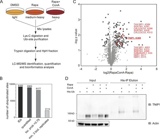 Ubiquitination and lysosomal degradation of TNIP1. (A) MS workflow to quantify ubiquitination sites potentially involved in autophagy-dependent lysosomal protein degradation. U2OS and HeLa cells were SILAC labeled and treated for 4 h with 100 nM rapamycin (Rapa), Rapa and 2 nM concanamycin A (ConA), or DMSO as control. After mixing of lysates, proteins were digested with Lys-C endoproteinase and ubiquitinated peptides were enriched using the UbiSite approach (Akimov et al., 2018). Enriched peptides were digested with trypsin, followed by high-pH reversed phase fractionation (Batth and Olsen, 2016) and shotgun LC-MS/MS analysis. (B) Detected ubiquitination sites. In three biological replicates, 9,183 ubiquitination sites were identified of which 8,969 were quantified. (C) Volcano plot highlighting significantly regulated ubiquitination sites. Significantly regulated sites comparing Rapa with Rapa + ConA treated cells are highlighted in dark grey (n = 3, paired two-sided t test, FDR < 0.05, S0 = 0.1, 148 sites in total; see Table S1). Data distribution was assumed to be normal but this was not formally tested. Non-regulated sites are colored in light gray. Sites identified on known autophagy receptors are colored in red exemplifying data quality. The newly identified site on TNIP1, K389, is highlighted in bold red. (D) TNIP1 gets ubiquitinated and degraded in the lysosome. U2-OS-StUbEx cells inducibly expressing His-FLAG-tagged ubiquitin at endogenous levels were used to enrich ubiquitinated proteins (Akimov et al., 2014). Under control conditions as well as under 4 h 100 nM rapamycin treatment TNIP1 got ubiquitinated as shown by anti-TNIP1 immunoblots. Ubiquitinated TNIP1 was stabilized by the addition of concanamycin A indicating its lysosomal degradation in treated and nontreated cells. The same was observed for starved cells (HBSS treatment; see Fig. S1). Actin was used as loading control. Note: Due to the design of the experiment and the used gels, the molecular weight marker (PageRuler Plus, #26619; Thermo Fisher Scientific) and the Rapa+/ConA+ sample were run in the same lane. In the respective source data, an additional replicate is shown in which samples ran separately. Source data are available for this figure: SourceData F1.