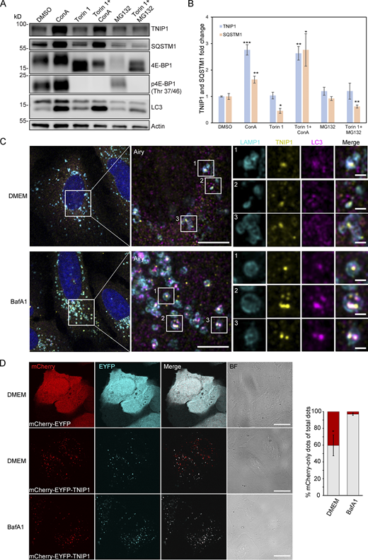 TNIP1 is degraded by autophagy. (A) U2OS cells were treated with 1 μM Torin-1 for 4 h; proteasomal or lysosomal degradation were inhibited by 10 μM MG132 or 2 nM ConA, respectively. Under fed conditions (DMSO) and in Torin-1 treated cells blockage of lysosomal acidification led to a significant increase of TNIP1 protein abundance. Shown are representative blots of three biological replicates. (B) Quantification of blots shown in A (n = 3). * = P < 0.05, ** = P < 0.01, *** = P < 0.001 unpaired, two-sided t test compared to DMSO treated samples. Error bars indicate SEM. (C) Confocal images showing colocalization between endogenous TNIP1, LAMP1 and LC3 in U2OS cells treated for 5 h with either BafA1 or vehicle DMSO. Cells were immunostained against endogenous TNIP1 (yellow), LAMP1 (cyan), and LC3 (purple) and imaged by Airyscan using the Zeiss LSM880 confocal microscope. Inserts highlight TNIP1 localized in LAMP1- and LC3-positive structures. Due to BafA1 treatment leading to accumulation of the immunostained proteins, signal intesities in the DMSO image have been increased relative to the BafA1 treated image during post-processing. Scale bars are 5 µm for the airyscan images and 1 µm for the inserts. (D) U2OS cells were transiently transfected with either mCherry-EYFP or mCherry-EYFP-TNIP1. 24 h after transfection, cells were either left untreated or treated with BafA1 for 4 h. BF = bright field. Scale bars, 20 µm. Quantification of red-only TNIP1 dots over total TNIP1 dots was done using Volocity software (PerkinElmer), with intensity cut-offs based on BafA1 intensity of red and green dots (n = 3). Around 2,000–3,000 dots were counted for each condition within each replicate. * = P < 0.05, unpaired, two-sided t test. Error bars indicates SD. In B and D, data distribution was assumed to be normal, but this was not formally tested. Source data are available for this figure: SourceData F2.