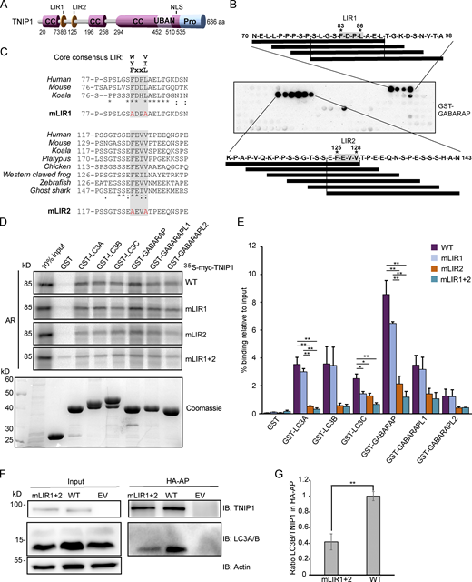 Figure 4. Refer to the image caption for details.
