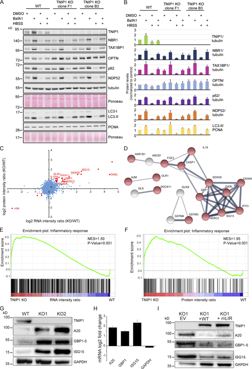 Loss of TNIP1 leads to an increase in inflammatory proteins. (A) Loss of TNIP1 does not alter autophagy flux under basal and starvation conditions. TNIP1 knock out HeLa cells generated by CRISPR/Cas9 were used to study its effect on autophagy. Wild-type HeLa cells and the two TNIP1 knockout clones denoted KO1 and KO2 were kept in either fed or starved (HBSS) conditions and treated with either vehicle (DMSO) or BafA1 for 8 h. Blots were probed for several known SLRs as well as LC3. (B) Quantification of blots shown in A (n = 3). Error bars indicate SD. (C) Loss of TNIP1 leads to an increased transcription of inflammatory genes. Fold changes of RNA and protein intensities of TNIP1 KO and WT cells were compared. Shown are average values of two KO clones compared to WT cells (n = 3 per cell type for RNAseq; n = 5 per cell type for proteomics). Genes that were significantly regulated on RNA and protein level are highlighted in red (P < 0.01). Genes linked to immune effector processes and interferon-stimulated genes are annotated. (D) Protein-protein interactions of significantly regulated proteins. Proteins highlighted in red in C were analyzed on known interactions using STRING DB (Szklarczyk et al., 2019). Interactions between 17 proteins were identified, of which 13 are linked to stress response (marked in red). Thickness of edges indicate confidence of interaction. (E and F) Gene set enrichment analysis of significantly dysregulated mRNAs and proteins identifies an increased transcription and translation of genes involved in inflammation. NES denotes normalized enrichment score. (G–I) TNIP1 represses translation of pro-inflammatory gene products. Whereas knockout of TNIP1 led to an increased abundance of indicated inflammatory proteins (G), which is likely due to transcriptional changes (H, n = 3, error bars indicate SEM), re-expression of TNIP1WT or TNIP1mLIR1+2 blunted this phenotype (I). Source data are available for this figure: SourceData F5.