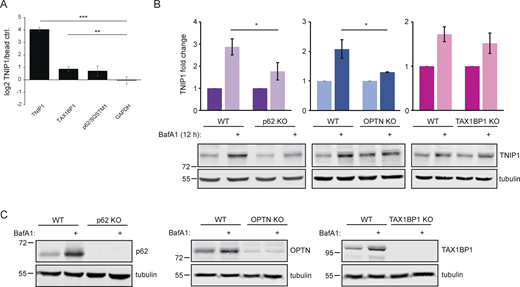 Endogenous TNIP1 interacts with TAX1BP1 and p62/SQSTM1 under basal conditions. (A) SILAC-based, IP-MS analyses of anti-TNIP1 immunoprecipitations identified TAX1BP1 and p62/SQSTM1 as enriched compared to negative control IPs using beads only. GAPDH is shown as negative control. Shown are average values of three biological replicates (n = 3). Error bars: SD, ** = P < 0.01, *** = P < 0.001, unpaired, two-sided t test. (B and C) Lysosomal turnover of TNIP1 is mediated by several SLRs. HeLa WT and HeLa p62, OPTN, and TAX1BP1 KO cells were either left untreated or treated with 200 nM BafA1 for 12 h. Shown are average values of three biological replicates. Error bars: SD, * = P < 0.05, unpaired, two-sided t test. Source data are available for this figure: SourceData FS3. Refer to the image caption for details.