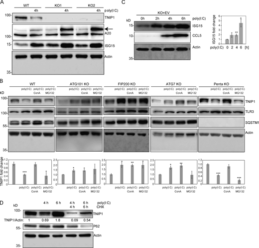 Regulation of TNIP1 protein abundance. (A) Reduction of TNIP1 correlates with an increase of ISG15 and TNFAIP3/A20 in HeLa cells. The increase of the TNIP1 interaction partner TNFAIP3 under poly(I:C) treatment indicates the existence of distinct TNIP1 pools, i.e., free and bound to TNFAIP3. Arrow marks A20 band. (B) Poly(I:C) treatment leads to an autophagy-dependent and SLR-independent lysosomal degradation of TNIP1. Whereas lysosomal inhibition by ConA treatment leads to a significant block of TNIP1 degradation in WT and pentaKO cells, proteasomal inhibition by MG132 treatment has no effect. In ATG101 KO, FIP200 KO and ATG7 KO, autophagy incompetent cell lines poly(I:C) does not lead to TNIP1 degradation. TLR3 and SQSTM1 are monitored as positive controls, actin as loading control. Shown are representative blots of three biological replicates each. Bar diagram shows quantification, error bars: SEM. * = P < 0.05, ** = P < 0.01, *** = P < 0.001, unpaired, two-sided t test. (C) TNIP1 KO cells transfected with an empty control vector (EV) do also respond to poly(I:C) treatment by an upregulation of ISG15 and CCL5 similar to KO cells transfected with a TNIP1 expression construct. This indicates that ISG15 and CCL5 abundances are not only regulated by TNIP1. Shown are representative blots of three biological replicates. Bar diagram shows quantification. Error bars represent SEM. * = P < 0.05, ** = P < 0.01, *** = P < 0.001; unpaired, two-sided t test. (D) Blockage of protein translation by cycloheximide (CHX) treatment reduced the time- and poly(I:C)-dependent increase of TNIP1 after 6 h of treatment indicating a regulation on translational level. Source data are available for this figure: SourceData FS4.