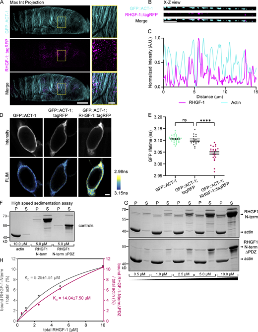 RHGF-1 localizes along F-actin in basal stress fibers and binds F-actin in vitro. (A) Maximum intensity projection of live super-resolution confocal images of RHGF-1::tagRFP and GFP::ACT-1 in an occupied spermatheca. Region in yellow box enlarged on right. Scale bars: whole spermatheca, 10 µm; enlargement, 2 µm. (B) X-Z view at the surface of the spermatheca. Scale bar, 2 µm. (C) Intensity line profile based on 5-pixel line along X-Z view in B. (D) Representative two-photon images of fluorescence intensity and pseudo-colored FLIM of GFP::ACT-1 alone and co-expressed with cytoplasmic tagRFP or RHGF-1::tagRFP, which acts as acceptor. Scale bar, 20 µm. (E) Comparison of the fluorescence lifetime of GFP::ACT-1 alone and GFP::ACT-1 with cytoplasmic tagRFP or RHGF-1::tagRFP. N ≥ 16. Error bars are mean ± SEM. Statistical comparisons were performed by Brown-Forsythe ANOVA-Dunnett’s T3 multiple comparisons test. Stars designate statistical significance (**** P < 0.0001, ns P > 0.05). N, number of samples analyzed. (F–H) High-speed sedimentation assays demonstrate direct F-actin binding of the N-terminal half of RHGF-1 (RHGF-1-N), weakened by loss of the PDZ domain. (F) In control experiments 10 µM G-actin and 5 µM of either RHGF-1-N or RHGF-1-N-ΔPDZ were incubated alone in polymerization buffer, and the proteins in the pellet (P) and supernatant (S) fractions recovered after centrifugation at 200,000 × g were stained with Coomassie blue to assess spontaneous precipitation of the RHGF-1 fragments in the absence of actin. (G) Co-sedimentation of RHGF-1-N and RHGF-1-N-ΔPDZ with F-actin in high-speed pelleting assays. Increasing concentrations of RHGF-1-N and RHGF-1-N-ΔPDZ as indicated were incubated with 10 µM G-actin in polymerization buffer, and the proteins recovered in the pellet (P) and the supernatant (S) fractions after the centrifugation at 200,000 × g were analyzed as above. (H) Quantification of equilibrium constants of RHGF-1-N and RHGF-1-N-ΔPDZ with F-actin from experiments as shown in G. Solid pink and gray lines represent calculated binding isotherms. Shown values depict calculated KD values and respective standard errors of the fit. Source data are available for this figure: SourceData F6. Refer to the image caption for details.