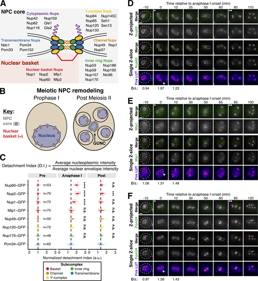 A subset of basket nucleoporins relocalizes from the nuclear periphery to the nucleoplasm during anaphase I. (A) Schematic of the NPC, adapted from King et al. (2019). Nup100 and Nup145N are linkers between subcomplexes and are not depicted in the schematic. The gray background denotes the subcomplexes that comprise the NPC core; the red background denotes the nuclear basket. (B) A schematic depicting NPC remodeling during meiosis as described in King et al. (2019). Core nucleoporins are sequestered to the GUNC during meiosis II, while basket nucleoporins return to nascent gamete nuclei. (C) Quantification of nucleoporin detachment before (−10 min, “Pre”), coincident with (0 min, “Anaphase I”), and after (+10 min, “Post”) the onset of anaphase I. The detachment index (DI) for individual cells was calculated from single z-slices by dividing the average nucleoplasmic signal intensity by the average nuclear envelope signal intensity. For each nucleoporin (color-coded by subcomplex), individual DI values were normalized to the average DI at the “Pre” time point. Asterisks indicate statistical significance calculated using Dunn’s test for multiple comparisons when each nucleoporin was compared to Pom34-GFP, a transmembrane nucleoporin, for a given time point (see Materials and methods for an explanation as to why mean DI values for Pom34-GFP change at different meiotic stages; see Table S5 for P values). The dashed lines indicate the average DI for Pom34-GFP for each time point. Sample sizes (n) are the number of cells quantified for each nucleoporin; for Nup120-GFP and Nup49-GFP, cells from two independent replicates were pooled. For all figures in this article, mean and standard deviation are displayed as a dot and whiskers and significance values are denoted with asterisks: *, P < 0.05; **, P < 0.01; ***, P < 0.001; and ****, P < 0.0001. (D) Montage of a cell with Nup60-GFP, a nuclear basket nucleoporin, and Htb1-mCherry, a histone, progressing through meiosis (UB14646). (E) Montage of a cell with Mlp1-GFP, a nuclear basket nucleoporin, and Htb1-mCherry, a histone, progressing through meiosis (UB14648). (F) Montage of a cell with Pom34-GFP, a transmembrane nucleoporin, and Htb1-mCherry, a histone, progressing through meiosis (UB13503). For all panels, the onset of anaphase I was defined as the Htb1-mCherry chromatin mass exhibiting distortion from a spherical shape consistent with chromosome segregation. For each montage, normalized DI values are indicated when calculated. The white arrowheads in the “Fire LUT” images denote nuclei at the onset of anaphase I, the stage when Nup60-Nup2 detachment is observed. For all figures in this article, the “Merge” rows display both the GFP and RFP signals together, and the “Fire LUT” (LookUp Table) row displays the GFP signal pseudocolored using the Fire LUT in FIJI (Schindelin et al., 2012). A single white dot (see merged z-projection panels) denotes the time of the meiosis I remodeling event (defined as Nup60-Nup2 relocalization to the nucleoplasm) and two white dots denote the time of the meiosis II remodeling event (defined as near complete nuclear basket return to gamete nuclei). Scale bars, 2 μm. Refer to the image caption for details.