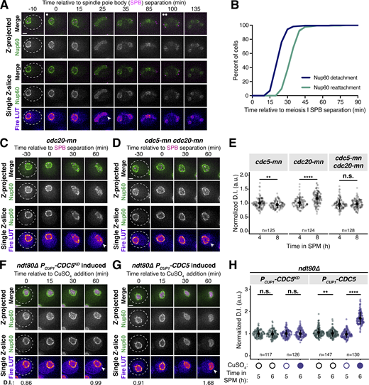 CDC5 is necessary and sufficient for partial nuclear basket disassembly. (A) Montage of a cell with Nup60-GFP, a nuclear basket nucleoporin, and Spc42-mCherry, a SPB component, progressing through meiosis (UB28201). (B) Quantification of Nup60-GFP detachment and reattachment timing relative to meiosis I SPB separation, corresponding to A. The mean ± range (shaded range) of two independent biological replicates is displayed (n = 91 cells for replicate 1, 81 cells for replicate 2). (C and D) Montages of cells with Nup60-GFP, a nuclear basket nucleoporin, and Spc42-mCherry, a spindle pole body component, entering metaphase I arrest in the following strains: (C) cdc20-mn (UB29253) or (D) cdc5-mn cdc20-mn (UB29249). Note that cdc20-mn nuclei become highly deformed during extended metaphase I arrest. (E) Quantification of Nup60-GFP detachment before (4 h in SPM) or during (8 h in SPM) metaphase I arrest in cdc5-mn (UB28492), cdc20-mn (UB28211), and cdc5-mn cdc20-mn (UB28614) cells. Htb1-mCherry, a histone, was used to define the nucleoplasm; due to slightly altered meiotic progression with Htb1-mCherry, a wild-type strain (UB14646) was used to assess sporulation progression and determine comparable timing to Spc42-mCherry containing strains. Individual DI values were normalized to the average DI for cdc5-mn cells (UB28492) at the premeiotic entry time point (4 h in SPM, Fig. S4 A). Asterisks indicate statistical significance calculated using a Wilcoxon signed-rank test when metaphase I arrest (8 h in SPM) values were compared with premeiotic entry (4 h in SPM) values for each genetic background (see Table S5 for P values). Sample sizes (n) are the number of cells quantified for each genetic background. For panels A–D, SPB separation was defined as the first time point that two distinct Spc42-mCherry puncta were visible. (F and G) Montages of cells with Nup60-GFP, a nuclear basket nucleoporin, and Htb1-mCherry, a histone, in prophase I arrest (ndt80Δ) with (F) PCUP1-CDC5KD-3xFLAG-10xHis induced (UB29069) or (G) PCUP1-CDC5-3xFLAG-10xHis induced (UB29129). CDC5 expression was induced at 5 h in SPM with 50 μM CuSO4. (H) Quantification of Nup60 detachment for the experiment depicted in F and G and Fig. S4 B. Individual DI values were normalized to the average DI for uninduced PCUP1-CDC5KD-3xFLAG-10xHis cells at the pre-induction time point (5 h in SPM). Asterisks indicate statistical significance calculated using a Wilcoxon signed-rank test when post-induction (6 h in SPM) values were compared to pre-induction (5 h in SPM) values for each treatment regimen (see Table S5 for P values). Sample sizes (n) are the number of cells quantified for each treatment regimen. For F and G, normalized DI values are indicated when calculated. For all montages, the white arrowheads in the “Fire LUT” images denote nuclei exhibiting Nup60-GFP detachment or nuclei from a relevant control at an equivalent time point. Scale bars, 2 μm. Refer to the image caption for details.