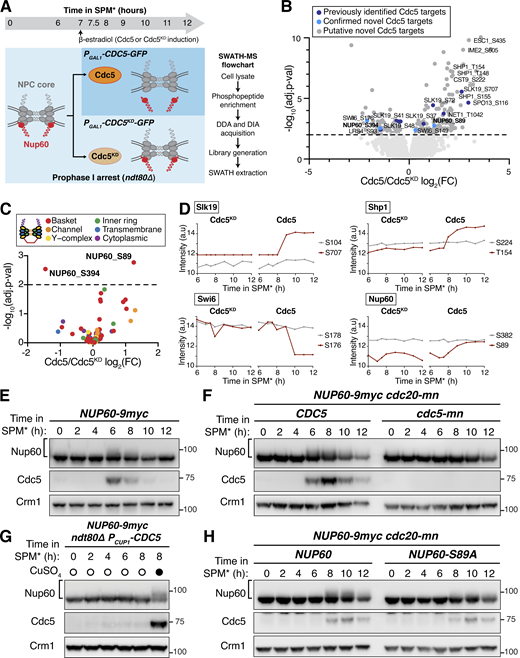 SWATH-MS proteomics identifies Nup60 as a target of Cdc5-dependent phosphorylation. (A) Schematic illustration of the experimental setup and flowthrough used for the proteomics screen. Strains that arrest in prophase I (ndt80∆) carrying either PGAL1-CDC5-GFP (YML3993) or PGAL1-CDC5KD-GFP (YML3994) were induced to enter meiosis by transfer to SPM* and, after 7 h in SPM*, treated with 2 µM β-estradiol to initiate Cdc5 or Cdc5KD expression. Samples for protein analyses, immunoblot, or SWATH-MS proteomics were collected at the indicated time points after transfer to SPM*. The experiment was performed in biological triplicates. (B) Volcano plot depicting the differential phosphorylation of peptides in cells ectopically expressing Cdc5 or Cdc5KD, as described in A. For peptides of interest, the protein name and the phosphorylation site are indicated. The log2 fold change (log2(FC)) is plotted on the x-axis and the P value corrected by false discovery rate (−log10(adj. P value)) is plotted on the y-axis. Phosphopeptides with adjusted P values >0.01 are represented by light gray dots below the dashed line. Phosphopeptides with adjusted P values ≤0.01 are represented by dark gray dots and are putative Cdc5 targets. Within this category, phosphopeptides marked in dark blue belong to previously reported Cdc5 targets, and phosphopeptides marked in light blue belong to novel Cdc5 targets further validated in this study. All data points are included in Table S6. (C) Volcano plot depicting the differential phosphorylation of nucleoporin peptides in cells ectopically expressing Cdc5 or Cdc5KD. The data were plotted as in B, but with phosphopeptides colored according to the subcomplex that the nucleoporin belongs to. (D) Examples of phosphopeptides in Slk19, Shp1, Swi6, and Nup60 that either do not change (gray lines) or change (red lines) in abundance upon Cdc5 expression. Phosphopeptide abundance (the average of the measurements from three biological replicates) is plotted upon either CDC5KD induction (left plot) or CDC5 induction (right plot). In samples where a peptide could not be detected, data were imputed for that time point and used for plotting and statistical analysis (e.g., see the Slk19 S707 plot upon CDC5KD induction). Note: In the case of Swi6, the peptide containing phosphorylated S176 is downregulated upon Cdc5 expression. Such downregulation may be a consequence of concurrent phosphorylation of a second/multiple residue(s) in the same peptide, not detected in this study. Therefore, the Cdc5 target site(s) would not be S176, but the additional site(s) in the same peptide. The same effect may be relevant for other disenriched peptides in B and C. (E) Immunoblots of Nup60-9myc and Cdc5 protein in a meiotic time course (YML6662). Samples were collected in 2-h intervals and cover the full meiotic cell division program. (F) Immunoblots for Nup60-9myc and Cdc5 protein from either cdc20-mn (YML6665) or cdc20-mn cdc5-mn (YML6664) cells during metaphase I arrest. (G) Immunoblots for Nup60-9myc and Cdc5 protein (YML12234) before (0–6 h in SPM*) or after (8 h in SPM*) treatment (either addition of copper or not) during prophase I arrest (ndt80Δ). Cdc5 was under control of the CUP1 promoter (PCUP1-CDC5). (H) Immunoblots for Nup60-9myc (YML6665) or Nup60S89A-9myc (YML7956) in cdc20-mn strains induced to enter meiosis and arrest in metaphase I. For E–H, Crm1 was used as a loading control and the brackets to the left of the blots denote apparent phosphoshifts. For all immunoblots in this article, the values to the right of the blots indicate molecular weight in kilodaltons (kD), assessed using a ladder. Source data are available for this figure: SourceData F4. Refer to the image caption for details.