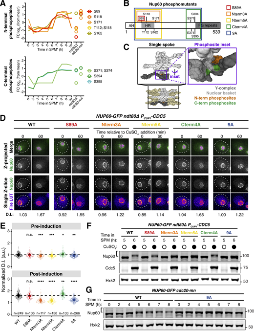 Identification of Nup60 phosphosites at the interface with the NPC core that mediate Cdc5-dependent detachment. (A) N-terminal and C-terminal Nup60 phosphopeptides that exhibit meiotic upregulation (data from Wettstein et al., in preparation). Each line represents an individual phosphopeptide originating from Nup60 protein, measured in 1-h intervals across the entire meiotic cell division program, as well as in prophase I arrested cells (ndt80Δ, 8 h in SPM*) and metaphase I arrested cells (cdc20-mn, 10 h in SPM*). Log2 fold change (log2(FC)) relative to mean expression over all samples of each phosphopeptide is plotted on the y-axis. The average measurement of triplicates is plotted. (B) Schematic of Nup60 depicting the position of phosphosites relative to known structural features. The phosphomutants generated are indicated by colored boxes. AH = amphipathic helix, HR = helical region. (C) Visualization of the N-terminal (orange) and C-terminal phosphosites (green) of Nup60 on a cryo-EM structure of the NPC (Kim et al., 2018) visualized using Mol* (Sehnal et al., 2021). (D) Montages of cells containing different NUP60-GFP alleles and HTB1-mCherry in a prophase I arrest (ndt80Δ) before (5 h in SPM) and after (6 h in SPM) induction of PCUP1-CDC5-3xFLAG-10xHis. The following alleles were tested: NUP60-GFP (UB29129), NUP60-S89A-GFP (UB29560), NUP60-Nterm3A-GFP (UB29636), NUP60-Nterm5A-GFP (UB29638), NUP60-Cterm4A-GFP (UB29562), and NUP60-9A-GFP (UB29564). Induction was performed at 5 h in SPM medium with 50 μM CuSO4. (E) Quantification of Nup60 detachment for the experiment depicted in D. Individual DI values were normalized to the average DI for Nup60-GFP cells at the pre-induction time point (5 h in SPM). Asterisks indicate statistical significance calculated using Dunn’s test for multiple comparisons when each allele was compared with wild type for a given time point (see Table S5 for P values). Sample sizes (n) are the number of cells quantified for each strain; for Nup60-GFP and Nup609A-GFP, cells from two independent replicates were pooled. (F) Immunoblot for different Nup60-GFP alleles and Cdc5-3xFLAG-10xHis before (5 h in SPM) or after (6 h in SPM) copper induction during prophase I arrest (ndt80Δ), corresponding to the images in D. Hxk2 was used as a loading control. (G) Immunoblot for Nup60-GFP (UB29253) or Nup609A-GFP (UB30438) in cdc20-mn background. Hxk2 was used as a loading control. For F and G, the brackets to the left of the blots denote apparent phosphoshifts. For each montage, normalized DI values are indicated when calculated. Scale bars, 2 μm. Source data are available for this figure: SourceData F5. Refer to the image caption for details.