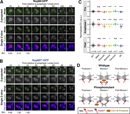 Cdc5-dependent Nup60 phosphorylation mediates meiosis I, but not meiosis II, NPC remodeling. (A and B) Montages of cells with (A) Nup60-GFP (UB14646) or (B) Nup609A-GFP (UB29358) and Htb1-mCherry progressing through meiosis. (C) Quantification of Nup60 detachment before (−10 min, “Pre”), coincident with (0 min, “Anaphase I”), and after (+10 min, “Post”) the onset of anaphase I. Individual DI values were normalized to the average DI of Nup60-GFP at the “Pre” time point. Asterisks indicate statistical significance calculated using Dunn’s test for multiple comparisons when each allele was compared to Nup60-GFP for a given time point (see Table S5 for P values). The dashed lines indicate the average DI for Nup60-GFP for each time point. Sample sizes (n) are the number of cells quantified for each allele; for Nup60-GFP, cells from two independent replicates were pooled. (D) A schematic that depicts Cdc5-dependent phosphorylation of Nup60 driving detachment from the NPC during meiosis I in wild type, but not phosphomutant, cells. For all panels, the onset of anaphase I was defined as the Htb1-mCherry chromatin mass exhibiting distortion from a spherical shape consistent with chromosome segregation. For each montage, normalized DI values are indicated when calculated. Scale bars, 2 μm. Refer to the image caption for details.