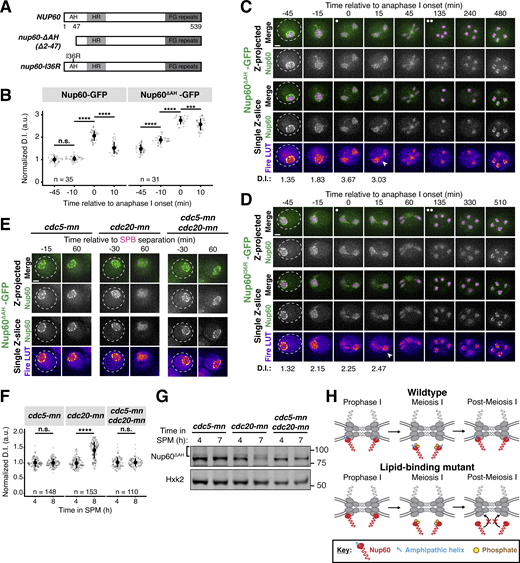 The lipid-binding N-terminus of Nup60 mediates return to the nuclear periphery after meiotic detachment. (A) Schematic of different NUP60 lipid-binding mutants generated: nup60-ΔAH, which lacks its N-terminal AH, and nup60-I36R, containing a point mutation in its N-terminal AH. (B) Quantification of Nup60 detachment for Nup60-GFP (UB14646) and Nup60ΔAH-GFP (UB25731) at −45, −10, 0, and +10 min relative to the onset of anaphase I. Individual DI values were normalized to the average DI of Nup60-GFP at the −45 min time point. Asterisks indicate statistical significance calculated using Wilcoxon signed-rank tests when each time point was compared to the previous time point for a given allele (see Table S5 for P values). Sample sizes (n) are the number of cells quantified for each allele. (C and D) Montages of cells with (C) Nup60ΔAH-GFP (UB25731) or (D) Nup60I36R-GFP (UB27189) and Htb1-mCherry progressing through meiosis. For C and D, the white arrowheads in the “Fire LUT” images denote nuclei after anaphase I that continue to exhibit Nup60 detachment. (E) Montages of cells with Nup60ΔAH-GFP and Spc42-mCherry entering metaphase I arrest in the following strains: cdc5-mn (UB29257), cdc20-mn (UB29259), or cdc5-mn cdc20-mn (UB29255). (F) Quantification of Nup60ΔAH-GFP detachment before (4 h in SPM) or during (8 h in SPM) metaphase I arrest in cdc5-mn (UB28494), cdc20-mn (UB28213), and cdc5-mn cdc20-mn (UB28616) cells. Htb1-mCherry, a histone, was used to define the nucleoplasm; due to slightly altered meiotic progression with Htb1-mCherry, a wild-type strain (UB25731) was used to assess sporulation progression and determine comparable timing to Spc42-mCherry containing strains. Asterisks indicate significance determined using Wilcoxon signed-rank tests when metaphase I arrest (8 h in SPM) values were compared with premeiotic entry (4 h in SPM) values for each genetic background (see Table S5 for P values). (G) Immunoblot for Nup60ΔAH-GFP before (4 h in SPM) or during (7 h in SPM) metaphase I arrest for the strains in E. Hxk2 was used as a loading control. The bracket to the left of the blot denotes the apparent phosphoshift. (H) A schematic that depicts the role of Nup60’s AH in mediating return to the NPC after meiosis I detachment. For all panels, the onset of anaphase I was defined as the Htb1-mCherry chromatin mass exhibiting distortion from a spherical shape consistent with chromosome segregation. For each montage, normalized DI values are indicated when calculated. Scale bars, 2 μm. Source data are available for this figure: SourceData F7. Refer to the image caption for details.