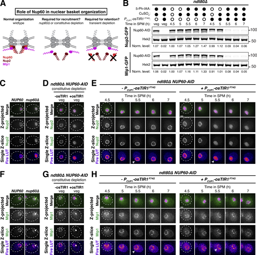 Nup60 is not required for the retention of Mlp1 at the nuclear periphery, explaining differences in the meiotic dynamics of basket nucleoporins. (A) Schematic depicting a hypothesis for two distinct roles of Nup60 in nuclear basket organization: (1) a role in recruitment (for both Mlp1 and Nup2), tested by monitoring nucleoporin localization in a nup60Δ background or upon constitutive Nup60 depletion using the NUP60-AID allele and (2) a role in retention (for Nup2, but not Mlp1), tested by monitoring nucleoporin localization upon transient Nup60 depletion using the NUP60-AID allele. (B) Immunoblot of Nup60-3V5-IAA17 (Nup60-AID) levels in strains with Nup2-GFP or Mlp1-GFP, in the absence or presence of PCUP1-osTIR1-F74G. (Nup2-GFP: −osTIR1 = UB32240 and +osTIR1 = UB32238; Mlp1-GFP: −osTIR1 = UB32248 and +osTIR1 = UB32246). Hxk2 was used as a loading control. Vegetative depletion was induced with 50 μM CuSO4 and 100 μM 5-Ph-IAA immediately upon inoculation of a logarithmic YPD culture at 0.25 OD/ml and continued for 10 h. For meiotic depletion, cells were maintained in prophase I arrest (ndt80Δ), and depletion was induced by adding 50 μM CuSO4 at 4.5 h in SPM and 100 μM 5-Ph-IAA at 5 h in SPM. Background subtracted Nup60 protein levels were divided by Hxk2 levels to control for loading and then normalized to the -osTIR1 strain at 4.5 h in SPM. (C) Nup2-GFP localization in NUP60 (UB15305) and nup60Δ (UB31600) cells from a saturated YPD culture. (D) Nup2-GFP localization in -osTIR1 (UB32240) or +osTIR1 (UB32238) cells from a saturated YPD culture after constitutive Nup60 depletion. (E) Nup2-GFP localization in −osTIR1 (UB32240) or +osTIR1 (UB32238) cells before and after Nup60 depletion during prophase I arrest. (F) Mlp1-GFP localization in NUP60 (UB14648) and nup60Δ (UB31262) cells from a saturated YPD culture. (G) Mlp1-GFP localization in −osTIR1 (UB32248) or +osTIR1 (UB32246) cells from a saturated YPD culture after constitutive Nup60 depletion. (H) Mlp1-GFP localization in −osTIR1 (UB32248) or +osTIR1 (UB32246) cells before and after Nup60 depletion during prophase I arrest. For E and H, the white arrowheads in the “Fire LUT” images denote nuclei at the time point when Nup60-AID was largely depleted in +osTIR1 strains. Scale bars, 2 μm. Source data are available for this figure: SourceData F9.