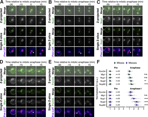 Supporting data pertaining to nuclear basket behavior during S. cerevisiae mitosis. (A–E) Montages of strains with GFP-tagged nucleoporins and a fluorescently tagged histone Htb1-mCherry during mitosis. (A) Nup60-GFP (UB14646); (B) Nup2-GFP (UB15305); (C) Nup1-GFP (UB15303); (D) Mlp1-GFP (UB14648); and (E) Pom34-GFP (UB13503). Mitotic anaphase was defined as the first time point when a significant fraction of the histone mass had traversed the bud neck; the white arrowheads in the “Fire LUT” images denote nuclei at this stage. (F) Quantification of nucleoporin detachment before (−15 min for mitosis and −10 min for meiosis; “Pre”) and coincident with mitotic anaphase or meiotic anaphase I (0 min; “Anaphase”). The detachment index (DI) for individual cells was calculated from single z-slices using a line profile method. For each nucleoporin during mitosis or meiosis, individual DI values were normalized to the average DI at the “Pre” time point. Asterisks indicate statistical significance calculated using Dunn’s test for multiple comparisons when each nucleoporin was compared to Pom34-GFP, a transmembrane nucleoporin, for a given time point and type of cell division (see Table S5 for P values). Sample sizes (n) are the number of cells quantified for each nucleoporin. Scale bars, 2 μm. Refer to the image caption for details.