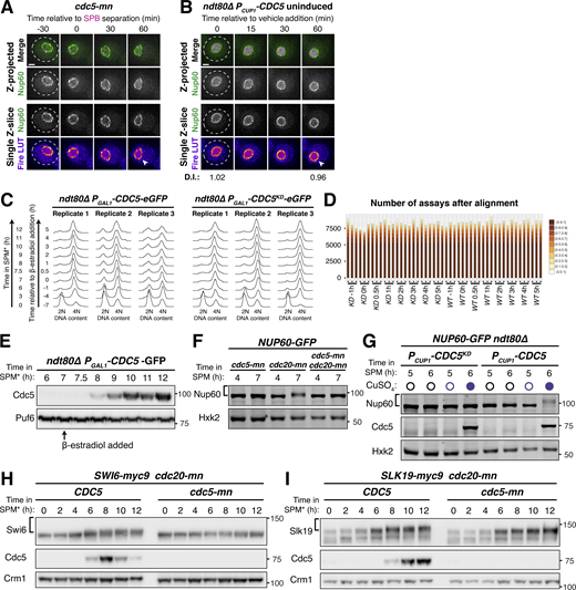 Supporting data pertaining to Cdc5-dependent phosphorylation of Nup60 and other novel meiotic targets. (A) Montage of a cell with Nup60-GFP, a nuclear basket nucleoporin, and Spc42-mCherry, a spindle pole body component, entering metaphase I arrest caused by cdc5-mn (UB29251). (B) Montage of a cells with Nup60-GFP, a nuclear basket nucleoporin, and Htb1-mCherry, a histone, in prophase I arrest (ndt80Δ) with PCUP1-CDC5-3xFLAG-10xHis uninduced (UB29129). Normalized DI values are indicated when calculated (see Fig. 3 H legend for description of normalization). For A and B, the white arrowheads in the “Fire LUT” images denote nuclei exhibiting Nup60-GFP detachment or nuclei from a relevant control at an equivalent time point. Scale bars, 2 μm. (C) FACS profiles of DNA content of meiotic time courses used for SWATH-MS proteomics in Fig. 4, A–D (Cdc5: YML3993, Cdc5KD: YML3994). Three independent replicates are shown for each strain. (D) Number of phosphopeptide precursors identified in each sample. The color scale represents the consistency of identification as a fraction over all runs. (E) Representative immunoblot of Cdc5 expression in cells treated as described in Fig. 4 A. Cells with ndt80Δ and PGAL1-CDC5-eGFP (YML3993) were induced to enter meiosis by transfer to SPM* and, after 7 h in SPM*, treated with 2 µM β-estradiol to initiate Cdc5 expression. Puf6 was used as a loading control. (F) Immunoblot for Nup60-GFP before (4 h in SPM) or during (7 h in SPM) metaphase I arrest for the strains imaged in panels 3C-D and S4A (cdc5-mn: UB29251, cdc20-mn: UB29253, and cdc5-mn cdc20-mn: UB29249). Hxk2 was used as a loading control. (G) Immunoblots for Nup60-GFP and Cdc5KD-3xFLAG-10xHis (UB29069) or Cdc5-3xFLAG-10xHis (UB29129) before (5 h in SPM) or after (6 h in SPM) treatment (either addition of copper or not) during prophase I arrest (ndt80Δ). The protein samples were collected from the strains imaged in 3F-G and S4B. Hxk2 was used as a loading control. (H) Immunoblots of Swi6-9myc and Cdc5 in cdc20-mn (YML8836) or cdc20-mn cdc5-mn (YML8837) strains induced to enter meiosis and arrest in metaphase I. Crm1 was used as the loading control. (I) Immunoblots for Slk19-9myc and Cdc5 in cdc20-mn (YML7800) or cdc20-mn cdc5-mn (YML7801) cells induced to enter meiosis and arrest in metaphase I. Crm1 was used as the loading control. For F–I, the brackets to the left of the blots denote apparent phosphoshifts. Source data are available for this figure: SourceData FS4.