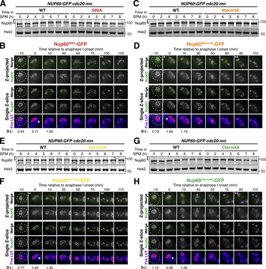 Supporting data pertaining to Nup60 phosphomutant localization and phosphorylation. (A, C, E, and G) Immunoblots of different Nup60 phosphomutants compared to Nup60-GFP (UB29253) in cdc20-mn background. Hxk2 was used as a loading control. The phosphomutants tested are: (A) Nup60S89A-GFP (UB30327); (C) Nup60Nterm3A-GFP (UB30329); (E) Nup60Nterm5A-GFP (UB30331); and (G) Nup60Cterm4A-GFP (UB30333). The Nup60-GFP control for A, C, and E are all reruns of the same replicate; the Nup60-GFP control for G is a rerun of the replicate from Fig. 5 G. The brackets to the left of the blots denote apparent phosphoshifts. (B, D, F, and H) Montages of cells with different fluorescently tagged Nup60 phosphomutants and Htb1-mCherry progressing through meiosis. The alleles visualized are: (B) Nup60S89A-GFP (UB29265); (D) Nup60Nterm3A-GFP (UB29441); (F) Nup60Nterm5A-GFP (UB29443); and (H) Nup60Cterm4A-GFP (UB29267). For B, D, F, and H, the white arrowheads in the “Fire LUT” images denote nuclei at the onset of anaphase I, the stage when Nup60-Nup2 detachment is observed. Scale bars, 2 μm. Source data are available for this figure: SourceData FS5. Refer to the image caption for details.