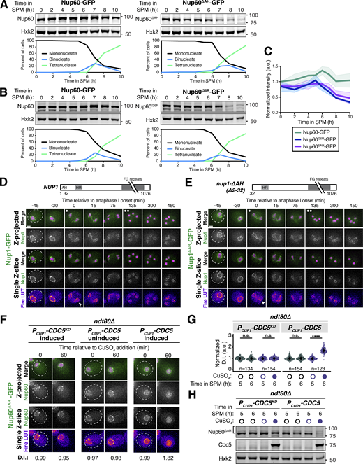 Supporting data pertaining to a meiotic role for the Nup60 AH. (A) Immunoblots of Nup60-GFP (UB14646) and Nup60ΔAH-GFP (UB25731) in cells progressing through meiosis. (B) Immunoblots of Nup60-GFP (UB14646) and Nup60I36R-GFP (UB27189) in cells progressing through meiosis. For A and B, Hxk2 was used as a loading control and meiotic staging corresponding to the displayed blots was assessed using Htb1-mCherry. (C) Quantification of different Nup60 mutant protein levels during meiosis, corresponding to A and B. Background subtracted Nup60 intensity was divided by Hxk2 intensity to control for loading and then normalized to Nup60-GFP levels at 0 h in SPM (using the control run on the same blot). For Nup60-GFP, the mean ± standard deviation (shaded range) of four independent biological replicates is displayed. For Nup60ΔAH-GFP and Nup60I36R-GFP, the mean ± range (shaded area) of two independent biological replicates is displayed. (D and E) Montages of cells with either (D) Nup1-GFP (UB15303) or (E) Nup1ΔAH-GFP (UB25727) and Htb1-mCherry going through meiosis. Schematics of NUP1 and nup1-ΔAH, which lacks its N-terminal AH, are displayed above their respective montages. For D and E, the white arrowheads in the “Fire LUT” images denote nuclei during meiosis I, a time point when Nup60ΔAH detachment is apparent. (F) Montages of cells with Nup60ΔAH-GFP and Htb1-mCherry exposed to different Cdc5 treatments in prophase I arrest (ndt80Δ): PCUP1-CDC5KD-3xFLAG-10xHis induced (UB29073), PCUP1-CDC5-3xFLAG-10xHis uninduced (UB29071), and PCUP1-CDC5-3xFLAG-10xHis induced (UB29071). Induction of Cdc5 protein was performed at 5 h in SPM with 50 μM CuSO4. (G) Quantification of Nup60ΔAH detachment for the experiment depicted in F. Individual DI values were normalized to the average DI for uninduced PCUP1-CDC5KD-3xFLAG-10xHis cells at the pre-induction time point (5 h). Asterisks indicate statistical significance calculated using a Wilcoxon signed-rank test when post-induction (6 h in SPM) values were compared to preinduction (5 h in SPM) values for each treatment regimen (see Table S5 for P values). Sample sizes (n) are the number of cells quantified for each treatment regimen. (H) Immunoblots for Nup60ΔAH-GFP and Cdc5KD-3xFLAG-10xHis (UB29073) or Cdc5-3xFLAG-10xHis (UB29071) before (5 h in SPM) or after (6 h in SPM) treatment (either addition of copper or not) during prophase I arrest (ndt80Δ), corresponding to the images in F. Hxk2 was used as a loading control. The bracket to the left of the blot denotes the apparent phosphoshift. For each montage, normalized DI values are indicated when calculated. Scale bars, 2 μm. Source data are available for this figure: SourceData FS6. Refer to the image caption for details.
