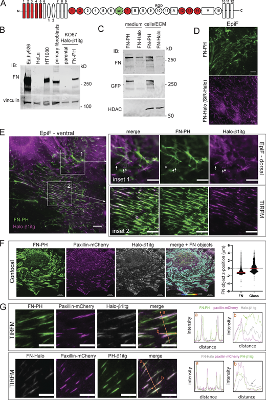 Expression of FN with an internal tag in murine fibroblast lines. (A) Schematic representation of FN polypeptide showing its organization into 12 FN-type I repeats (rectangles), two FN-type II repeats (ovals), 15 FN-type III repeats (circles), three alternatively spliced regions (A, B, and V), and an integrin binding RDG motif in FN-typeIII-10. An internal tag (pHluorin or HaloTag) was inserted between FN-type III 6 and 7 domains. The human FN cDNA expressed here does not contain the variable A and B regions but contains parts of the V region. Domains implicated in FN-FN interactions are shown in red. (B) Immunoblot analysis of FN expressed by KO67 Halo-β1itg fibroblasts (β1itg KO murine fibroblasts reconstituted with Halo-β1itg and expressing paxillin-mCherry), parental and ectopically expressing FN-PH, and comparison with endogenous FN expressed by other cells types, such as primary mouse fibroblasts, HT1080, HeLa, and Ea.hy926 using the pan-FN antibody P1H11. FN-PH was also detected with an anti-GFP antibody, and vinculin and HDAC1 were used as loading controls. (C) Immunoblot analysis of FN-PH and FN-Halo secreted in the medium or present in the cell/ECM fraction of stable lines of KO67 β1itg fibroblasts expressing each tagged FN. (D) Network of FN-PH and FN-Halo (labeled with SiR-Halo ligand) assembled by KO67 β1itg fibroblasts on FN-coated glass and imaged by epifluorescence microscopy. (E) Colocalization of FN-PH and β1itg in a culture of KO67 fibroblasts expressing FN-PH (green) and Halo-β1itg (magenta, labeled with SiR-Halo ligand), imaged in epifluorescence (EpiF) with focus set to the ventral side of the cells. Inset 1 shows the colocalization of FN-PH fibrils with β1itg-rich dorsal adhesions in epifluorescence microscopy with the focus set to the dorsal side of cells. Arrows indicate FN fibers connected to β1itg-rich dorsal adhesions. Inset 2 shows the colocalization of FN-PH fibrils with β1itg-rich focal adhesions at the ventral side of cells using TIRM microscopy. (F) Confocal microscopy images of a KO67 fibroblast (paxillin-mCherry in magenta) expressing Halo-β1itg (gray, labeled with SiR-Halo ligand) and FN-PH (green) cultured overnight on FN-coated glass. FN objects were detected by Imaris surface generation tool (Bitplane) and colored according to their z-position (see multicolor scale bar). The graph shows the z-position of FN-PH positive objects assessed in nine cells plated on FN-coated glass (4,186 objects) and in eight cells plated on uncoated glass (4,469 objects), z position zero corresponding to the middle of the nucleus, negative values indicating objects below the nucleus and positive values indicating objects above the nucleus. Mean position shown as red line. (G) TIRFM images showing the colocalization of fibrils of FN-PH and FN-Halo (labeled with SiR-Halo ligand) with paxillin-mCherry (magenta) and β1itg (Halo-β1itg labeled with SiR-Halo ligand in gray or FN-β1itg in green) in KO67 fibroblasts cultured at low density on an FN-coated glass. The intensity profile of all three fluorescent markers along the orange dotted arrows “a” (across focal adhesions) and “b” (along a focal adhesion) is shown in graphs on the right. The colored arrows on graph “b” indicate the FN fiber extending beyond the paxillin-positive focal adhesion. Scale bar = 10 μm. Source data are available for this figure: SourceData F1. Refer to the image caption for details.