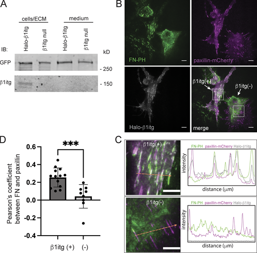 β1itg is dispensable for FN-PH deposition but not for its assembly. (A) Immunoblot analysis of FN-PH present in the medium and in cell/ECM lysates prepared from KO67 fibroblasts FN-PH lacking β1itg or expressing Halo-β1itg. (B) TIRF microscopy images of a mixture of KO67 FN-PH fibroblasts lacking β1itg or expressing Halo-β1itg (paxillin-mCherry in magenta, FN-PH in green, and Halo-β1itg labeled with SiR-Halo ligand in grey). Note that some FN-PH that does not colocalize with either paxillin-mCherry or Halo-β1itg corresponds to a matrix left behind by a cell that has moved out of frame. (C) Zoomed-in TIRFM images from boxes in B and intensity profiles of the three fluorescent markers along the orange arrow show the colocalization of FN-PH with paxillin and β1itg in β1itg-positive cells and the lack of colocalization in β1itg-negative cells. (D) Pearson’s coefficient (mean ± SD) of the colocalization between FN-PH and paxillin-mCherry in 13 β1itg-positive cells and nine β1itg-negative cells. *** P = 0.0005 in Student’s t test (two-tailed). Data distribution was assumed to be normal, but this was not formally tested. Scale bar = 10 μm. Source data are available for this figure: SourceData F2.