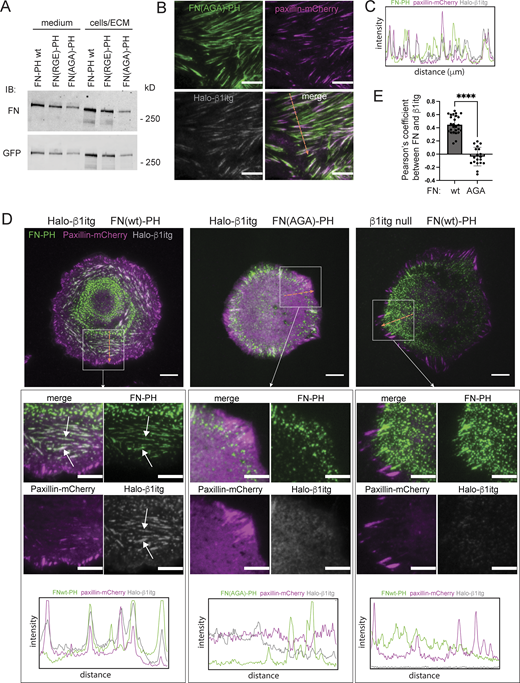 Interaction with β1itg is required for FN-PH assembly in absence of exogenous FN. (A) Immunoblot analysis of FN-PH wt and mutants (RGE and AGA) present in the medium and in cell/ECM lysates prepared from KO67 FN-PH Halo-β1itg fibroblasts. (B and C) TIRFM images and intensity profile of all three fluorescent markers along the orange arrow show the colocalization of FN(AGA)-PH with paxillin-mCherry (magenta) and Halo-β1itg (gray, labeled with SiR-Halo ligand) in KO67 fibroblasts cultured in the presence of exogenous FN. (D) TIRFM images of FN-PH wild type or AGA mutant deposited by Halo-β1itg-expressing or β1itg-null KO67 fibroblasts (paxillin-mCherry in magenta, Halo-β1itg labeled with SiR Halo ligand in gray, FN-PH in green) 12 h after spreading on uncoated glass in a medium supplemented with FN-depleted FBS. The boxed area is shown in more detail in the insets below, and an intensity profile for all three fluorescent markers along the orange arrow is shown below. (E) Pearson’s coefficient (mean ± SD) of the colocalization between Halo-β1itg and FN(wt)-PH (n = 26 cells) or FN(AGA)-PH (n = 19 cells) in the absence of exogenous FN. **** P = 0.0001 in Student’s t test (two-tailed). Data distribution was assumed to be normal, but this was not formally tested. Scale bar = 10 μm. Source data are available for this figure: SourceData F3.