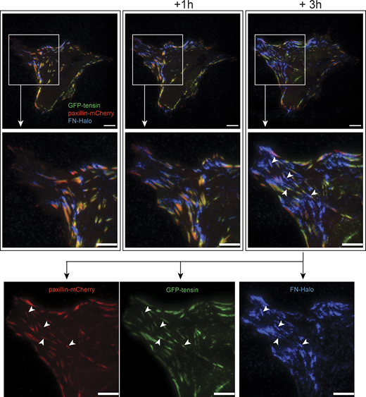 Tensin- and paxillin-rich adhesions are involved in FN fibrillogenesis. Gallery of frames from a TIRFM video of a KO67 FN-Halo untagged β1itg fibroblast transiently transfected with a GFP-Tensin expression construct (paxillin-mCherry in red, GFP-tensin in green, and FN-Halo labeled with SiR-Halo ligand in blue) cultured on FN-coated glass. A zoomed-in view of the boxed area is shown below for each time point and separate channel pictures of the 3-h time point are shown in the lowest panel. Arrowheads point to growing fibrils of FN-Halo connected to tensin- and paxillin-positive adhesions. Scale bar = 10 μm. Source data are available for this figure: SourceData FS1.
