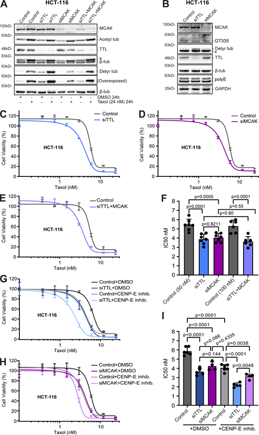 MT detyrosination promotes taxol cytotoxicity mainly by regulating MCAK activity. (A) Protein lysates of HCT-116 cells obtained after 72 h of RNAi (siControl, TTL, MCAK, and TTL/MCAK) and 24 h of DMSO or taxol treatment (24 nM), then immunoblotted for α-tubulin detyrosination and acetylation, MCAK, TTL, and β-tubulin (as loading control). (B) Immunoblot analysis of branched α/β-tubulin polyglutamylation chains (GT335), long α/β-tubulin polyglutamylation chains (polyE), α-tubulin detyrosination, MCAK, TTL, and β-tubulin (as loading control) in TTL and MCAK-depleted HCT-116 cells (72 h RNAi). * indicates unspecific bands from previous probing with different antibodies. (C−E) Representative graphs of the effect of taxol (increasing concentrations; 72 h) upon RNAi-mediated knockdown (72 h) of TTL, MCAK, and the combination of TTL/MCAK in HCT-116 cells (graphic representation of one experiment; lines show nonlinear curve fittings; error bars in each concentration show ± SD of three replicates). (G and H) Graphic representations of cell viability of TTL and MCAK-depleted HCT-116 cells after treatment with GSK923295 (CENP-E inhibitor) and taxol (increasing concentrations) for 72 h (graphic representation of one experiment; lines show nonlinear curve fittings; error bars in each concentration show ± SD of three experimental replicates). (F and I) IC50 calculations of seven (siControl 50 nM, siTTL, and siMCAK) and six (siControl 100 nM and siTTL/MCAK) independent experiments; six (siControl), five (siTTL), and four (siMCAK) independent experiments in GSK923295 treatments (mean ± SD; each dot represents an independent experiment; one-way ANOVA). Source data are available for this figure: SourceData F6. Refer to the image caption for details.