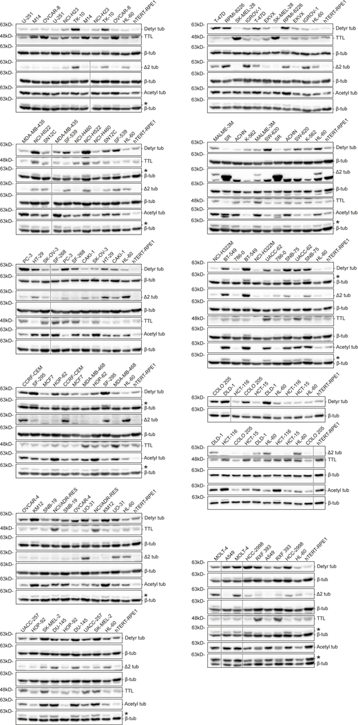 Immunoblot screen of tubulin PTMs in the NCI-60 cancer cell panel. Protein lysates of 53 NCI-60 cancer cell lines and hTERT RPE-1 cells, immunoblotted (two to six independent experiments) for α-tubulin detyrosination, Δ2, and acetylation, TTL, and β-tubulin (as loading control). Representative immunoblots (from one experiment) of the screen containing two replicates for each cancer cell line. * indicates unspecific bands from previous probing with different antibodies. Source data are available for this figure: SourceData FS1. Refer to the image caption for details.
