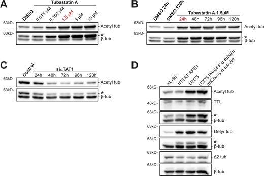 α-Tubulin acetylation levels upon different experimental manipulations and characterization of α-tubulin PTMs in human U2OS cells. (A and B) Immunoblot analysis of α-tubulin acetylation levels in Tubastatin A–treated HCT-116 cells (DMSO as control), with increasing concentrations and over time with 1.5 µM. β-Tubulin was used as loading control. (C) Representative immunoblot to analyze α-tubulin acetylation levels upon αTAT1 depletion in HCT-116 cells, over 120 h. β-Tubulin was used as loading control. (D) Protein lysates of parental U2OS cells, U2OS cells stably expressing PA-GFP-α-tubulin/mCherry-α-tubulin, HL60 cells (internal reference), and hTERT-RPE1 (nontransformed) cells were immunoblotted for α-tubulin detyrosination, Δ2, and acetylation, TTL, and β-tubulin (as loading control). * indicates unspecific bands from previous probing with different antibodies. Source data are available for this figure: SourceData FS5.