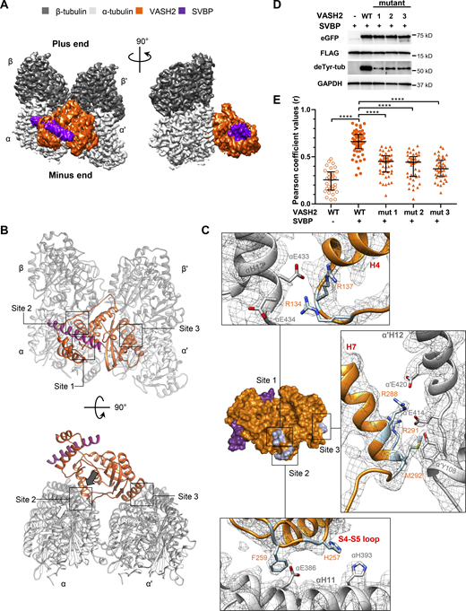 Cryo-EM reconstruction of the microtubule–VASH2–SVBP complex reveals their interaction sites. (A) Electron density map of VASH2–SVBP (catalytically dead version of VASH2 carrying the Cys158Ala mutation) bound to a GMPCPP-stabilized microtubule. A map region of two laterally associated αβ-tubulin dimers from two adjacent protofilaments bound to one VASH2–SVBP complex is shown in two different orientations 90° apart. (B) Overview of the three microtubule–VASH2–SVBP interacting sites from two different orientations 90° apart. Sites 1 and 2 involve the substrate α-tubulin while site 3 involves the α’-tubulin subunit of an adjacent protofilament in the microtubule. All molecules are displayed in cartoon representation. The white arrow close to site 2 in the lower panel indicates the C-terminus of helix αH12 and the black arrow denotes the facing direction of the positively charged groove on VASH2. (C) Surface representation of the VASH2–SVBP structure with the microtubule-binding residues highlighted in orange stick. Insets correspond to VASH2 and tubulin residues implicated in the three interaction sites, displayed in stick representation and labeled in orange and gray, respectively. The α-tubulin, β-tubulin, VASH2, and SVBP molecules are shown in light gray, dark gray, orange, and violet, respectively. (D) Immunoblots of in cellulo tubulin detyrosination assays with WT VASH2 or VASH2 mutants 1 (R134A-R137A), 2 (H257A-F259A), or 3 (R288A-R291A-M292A), and SVBP. Uncropped images are shown in source data. (E) Quantification of the colocalization between VASH2 proteins and microtubules. NIH3T3 cells were cotransfected with plasmids encoding WT or mutant VASH2-eGFP, and SVBP-myc-FLAG. Representative immunofluorescence images are shown on Fig. S4. Each point represents a different cell; at least 8 cells from three independent experiments were analyzed. Bars represent the median and interquartile range. Statistical significance was determined using the Kruskal-Wallis test, ****P < 0.0001. Source data are available for this figure: SourceData F3. Refer to the image caption for details.