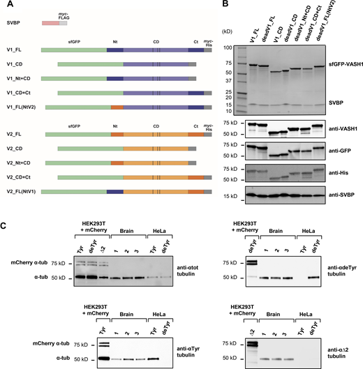 Proteins used in the TIRF experiments. (A) Schematic representation of the proteins with color code as in Fig. 5. VASH1 (V1) is represented in blue, VASH2 (V2) in orange, SVBP in purple, sfGFP in green, tags (myc, FLAG, His) in gray. Vertical bars, catalytic triads. FL, full length; CD, core domain; Nt, N-terminal region; Ct, C-terminal region. For most proteins, an inactive protein (dead version, with the catalytic cysteine residue mutated into an alanine residue) was also used. (B) SDS-PAGE and immunoblots of a complete set of VASH1–SVBP protein preparations. Uncropped images are shown in source data. (C) Immunoblot of three separate brains tubulin preparations (1, 2, 3), and of tyrosinated- and detyrosinated-HeLa tubulin preparations (Tyr, deTyr). These samples were co-analyzed with extracts from HEK293T cells transfected with various mCherry α-tubulin variants (Tyr, deTyr, ∆2). Uncropped images are shown in source data. The mean content of the different forms of α-tubulin present in a brain tubulin preparation was estimated after normalization to total α-tubulin levels (and antibody sensitivity (as in Aillaud et al., 2016) to be of 43, 49.5, and 7.5%, for tyrosinated-, detyrosinated-, and ∆2-tubulin respectively. HeLa tubulin was either 100% tyrosinated or 100% detyrosinated. Taxol-stabilized Tyr-MTs and deTyr-MTs were composed of 65% of HeLa tubulin and 35% of brain tubulin (see Materials and methods). Source data are available for this figure: SourceData FS1. Refer to the image caption for details.